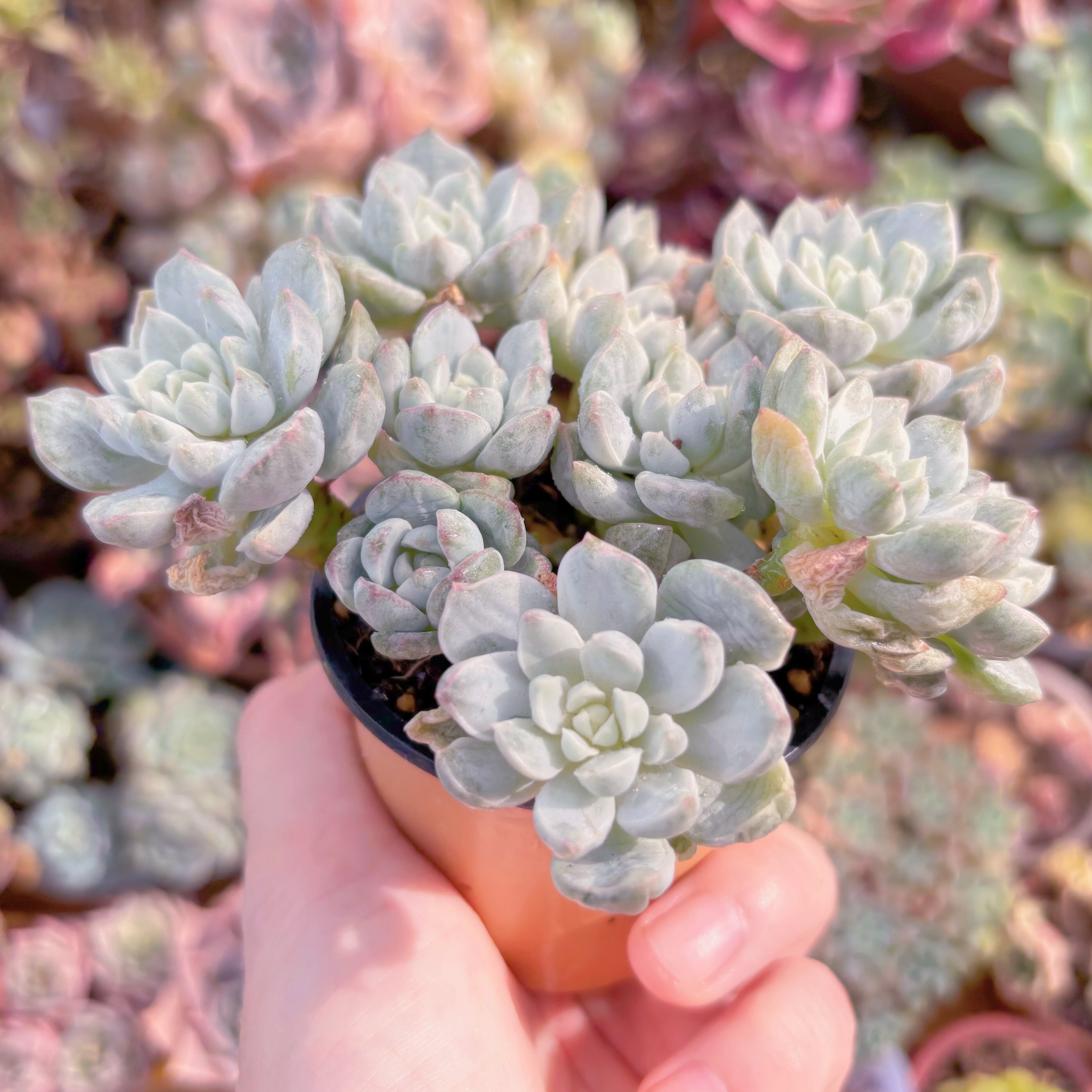 多肉植物 バニラビス錦(石化) 新入荷 るる農園 | るる農園~多肉植物専門