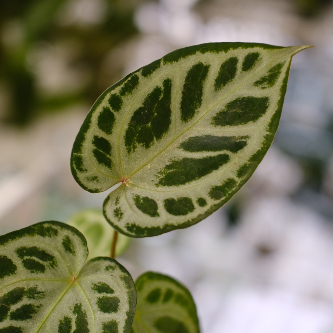 Red Crystallinum × Silver Blush / アンスリウム・レッド クリスタリナム × シルバーブッシュ②