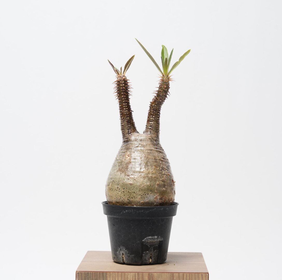 パキポディウム グラキリス no.2〈発根済み〉 | SPECIAL OTHER WORKS