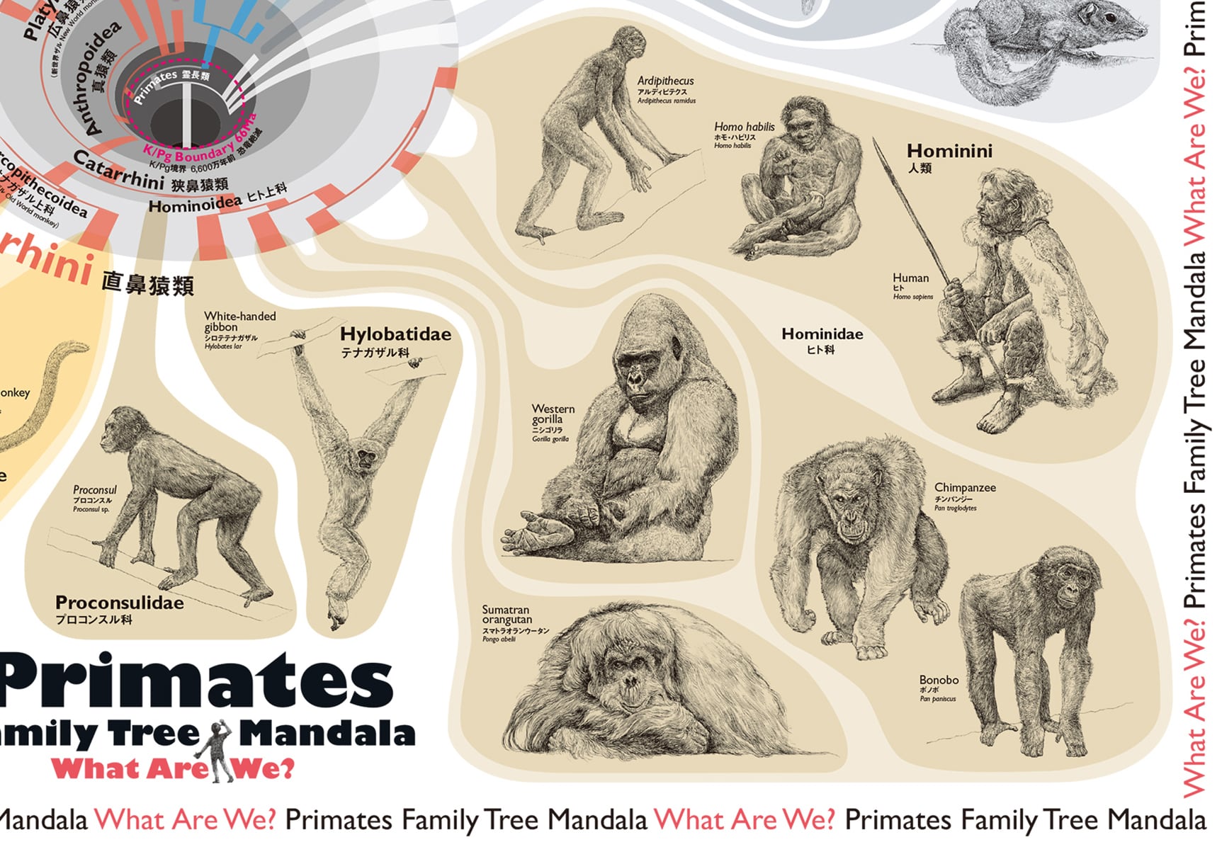 サルの進化アートマップ/ラミネート】ランチョンマットにもなる