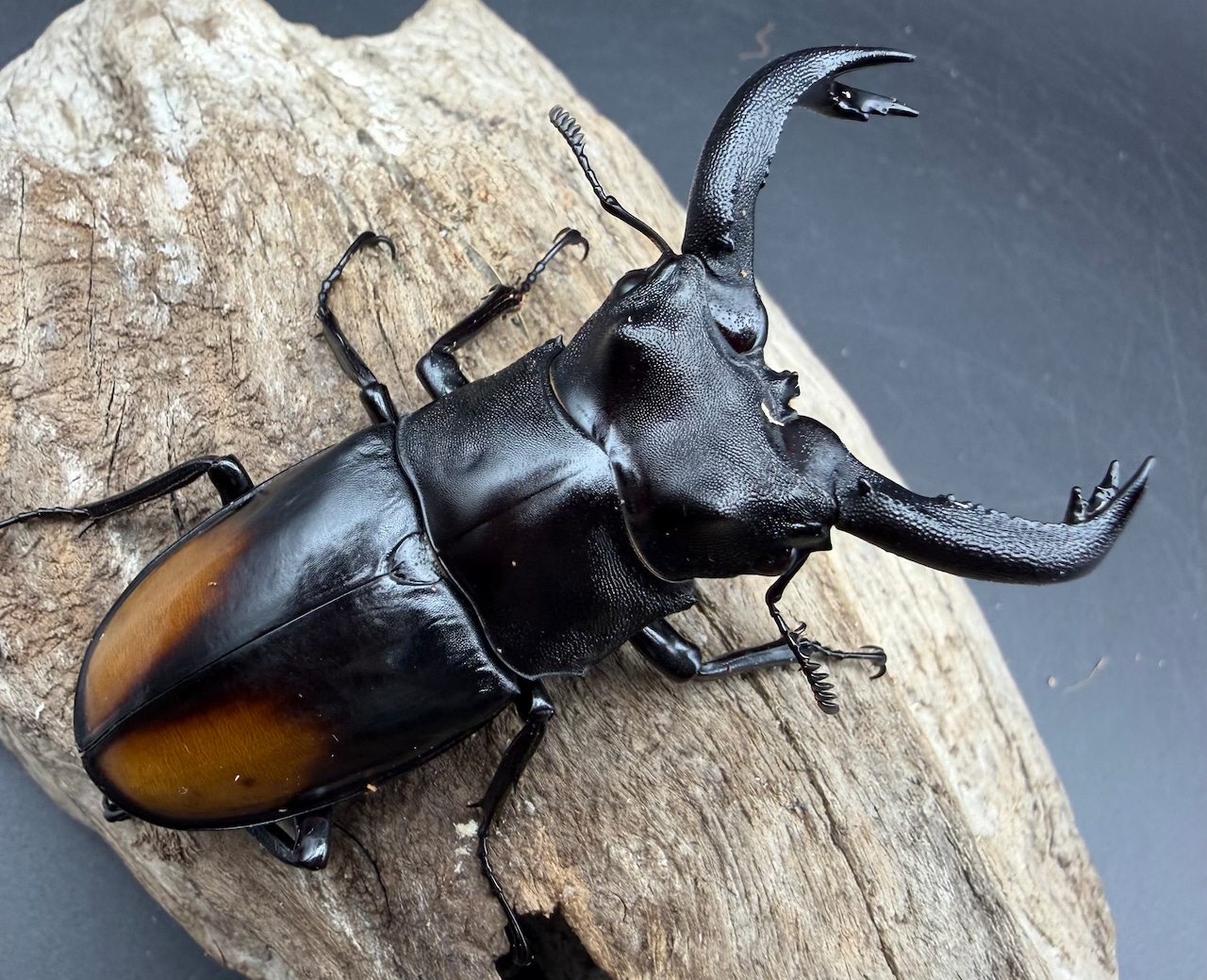 【WD】《セアカフタマタ(パリーフタマタ) 76mm ペア》