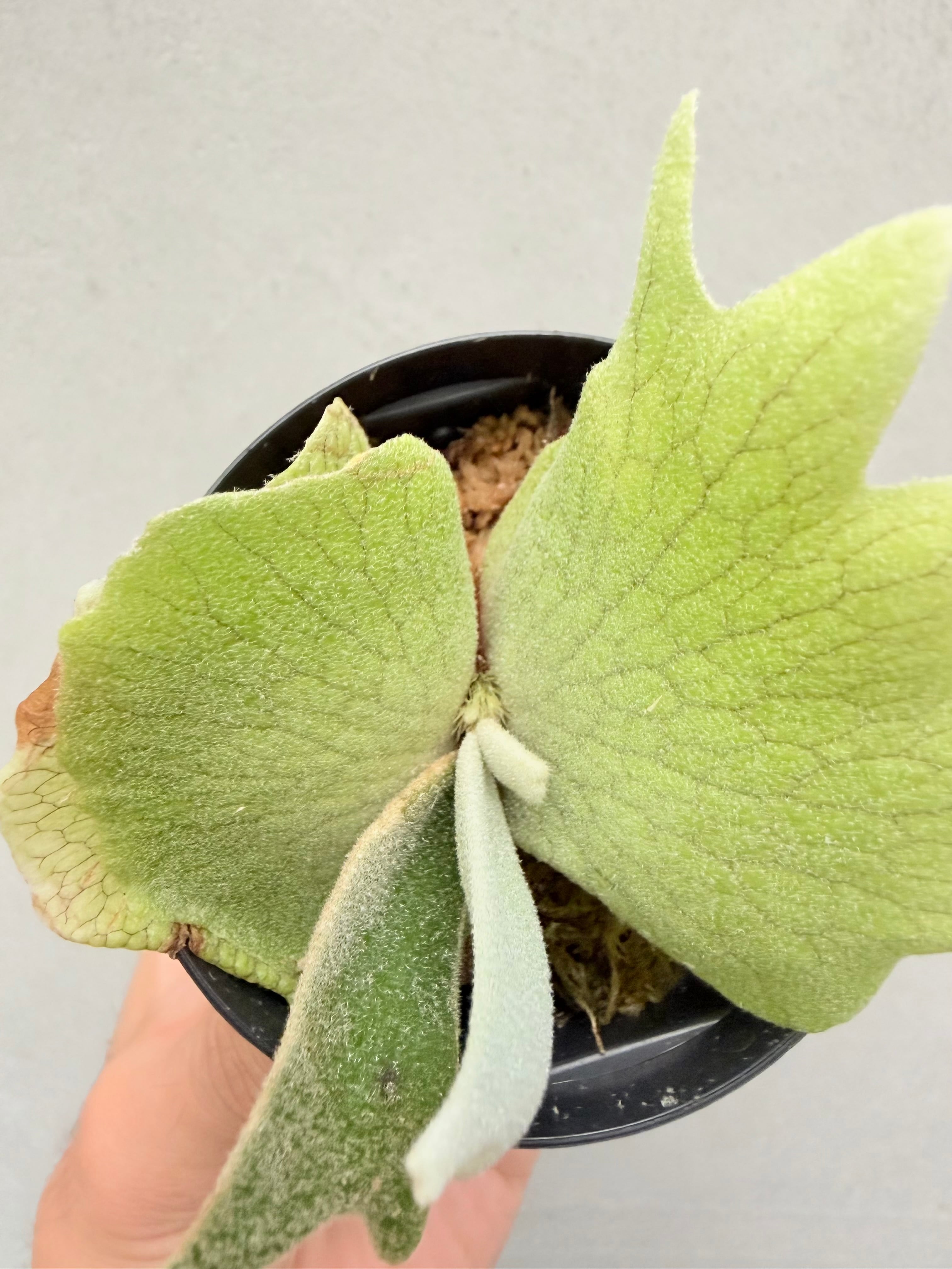 ビカクシダ P.willinckii Frosty Maiden Spore 201 c) P. willinckii 'Frosty Maiden' spore grown ① ビカクシダ