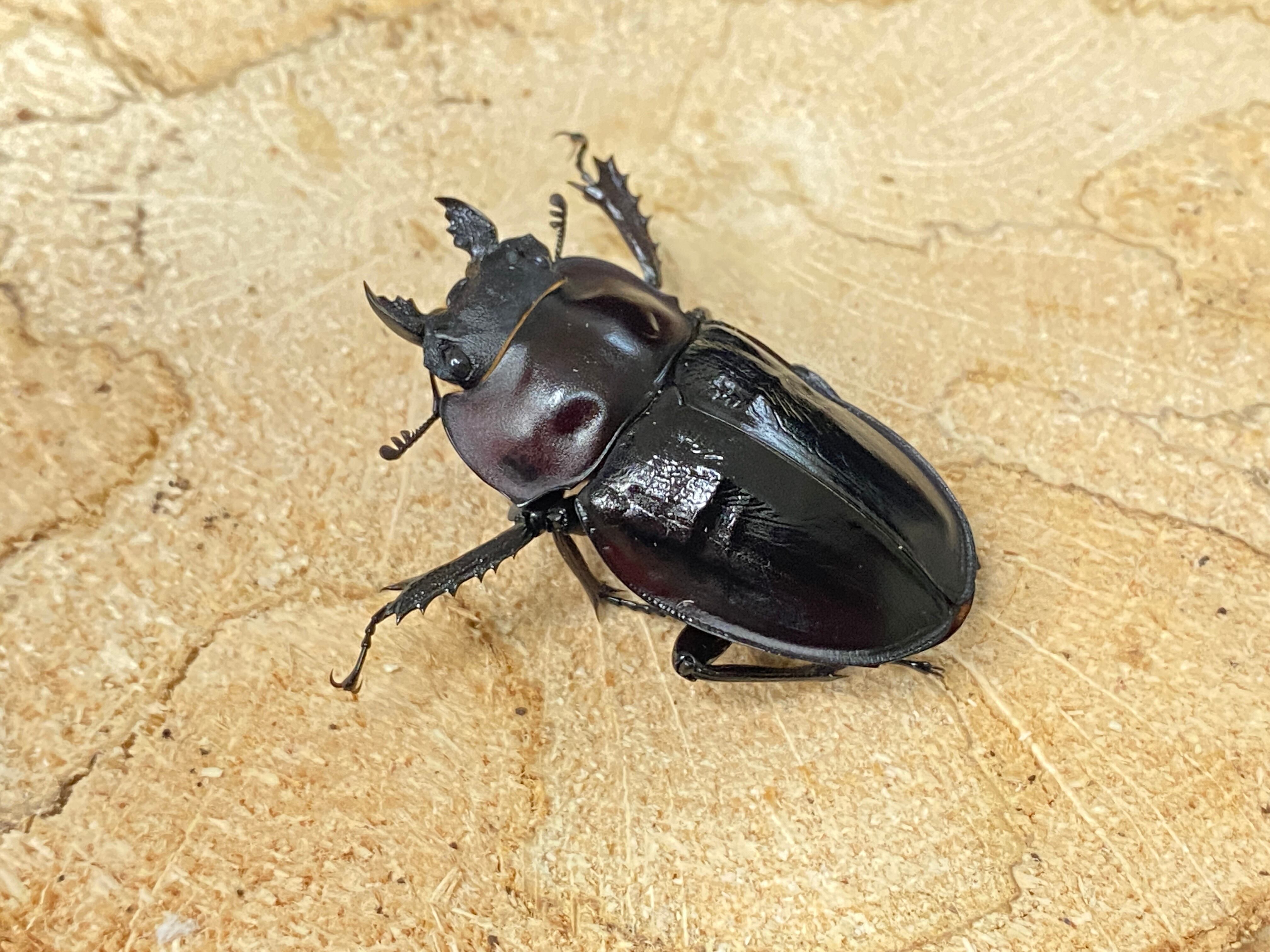 ヤエヤママルバネクワガタ石垣島野底岳産ペア
