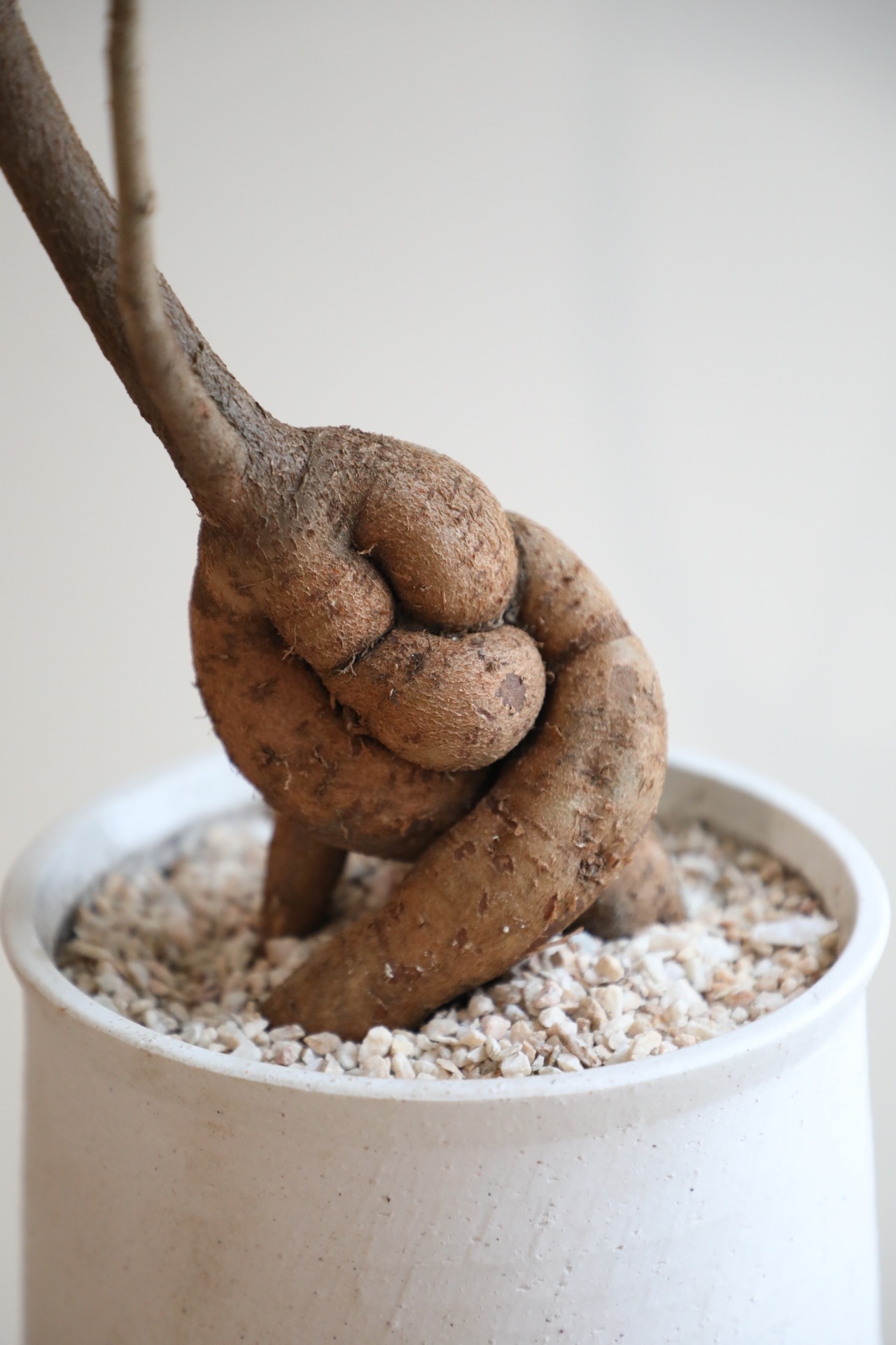 【L】【93cm】ブラキキトン ポプルネウス/Brachychiton 　※陶器鉢付き