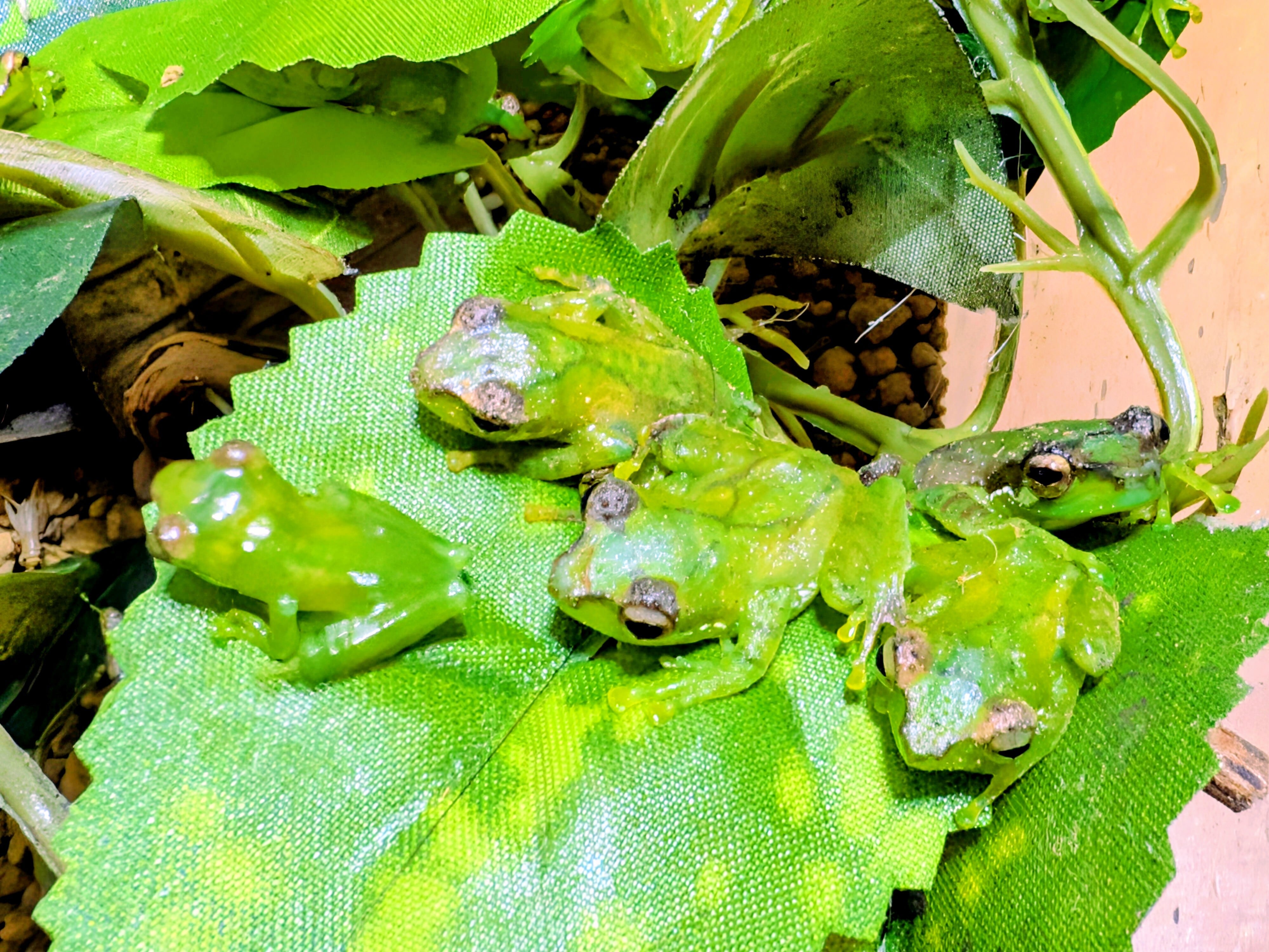 チャパバブルネストフロッグ gracixalus gracilipes カエル | BUG.st