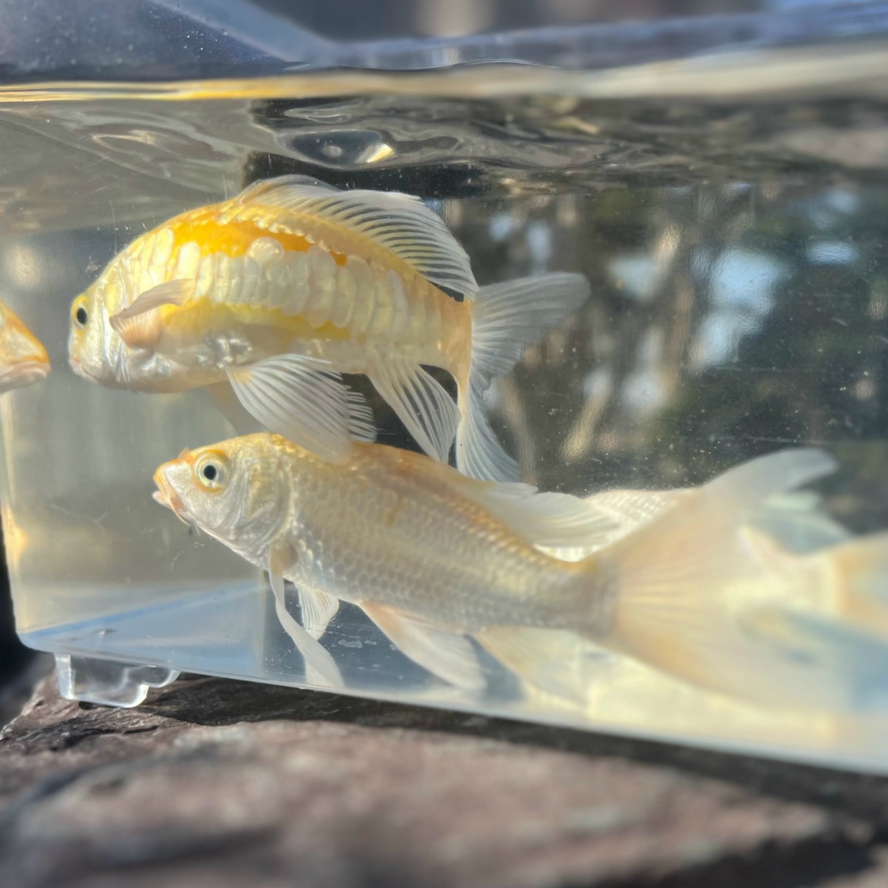 （錦鯉）ひれ長鯉（光物mix）（1匹）【生体】