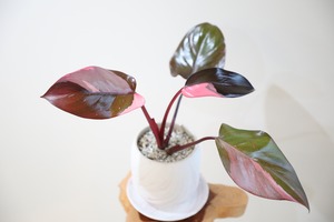 【M】フィロデンドロン ピンクプリンセス/Philodendron Pink Princess ※陶器鉢付き