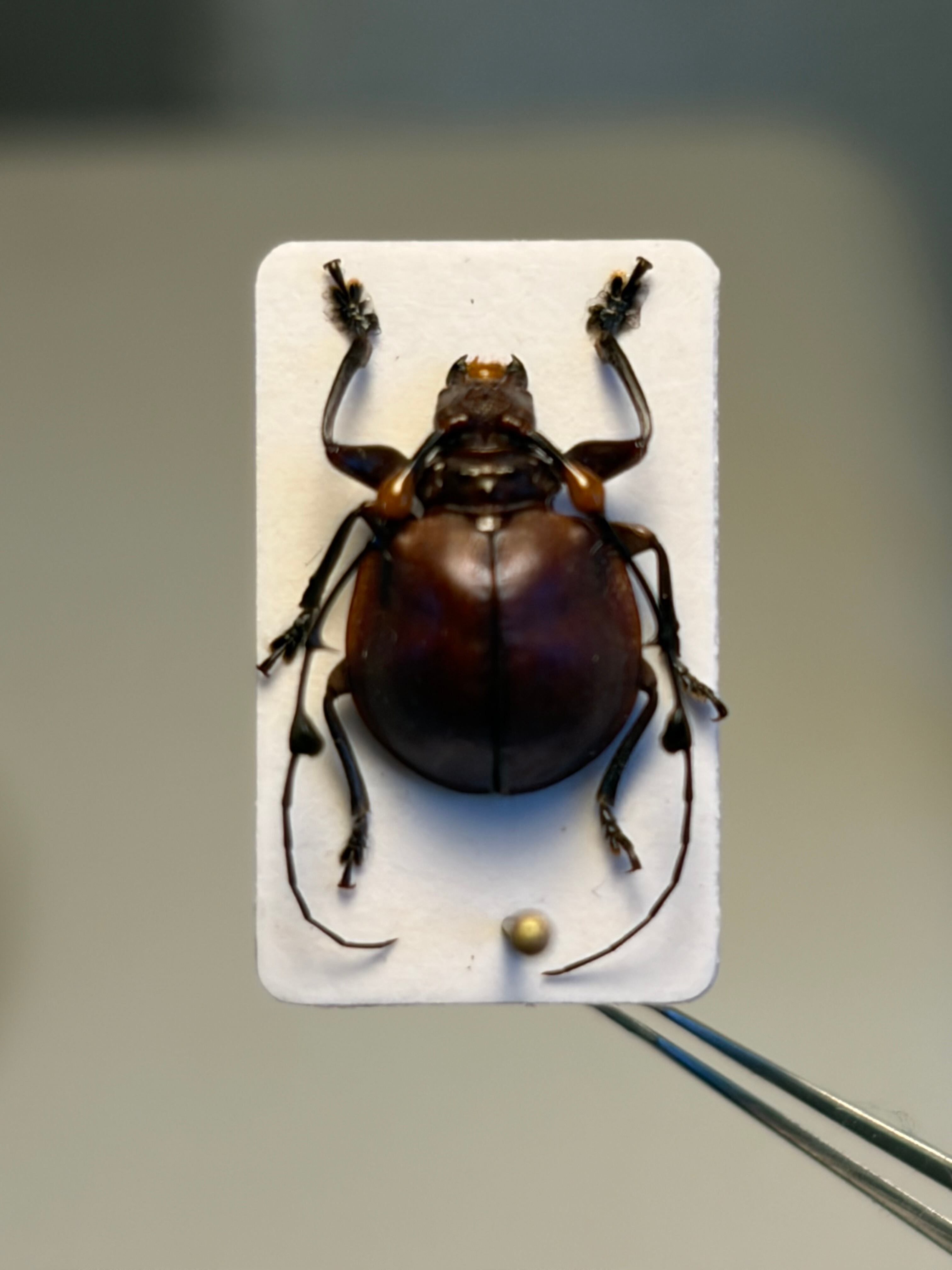 珍しい赤】ペルーのまん丸な異形カミキリ 標本 Cyclopeplus sp. 天牛