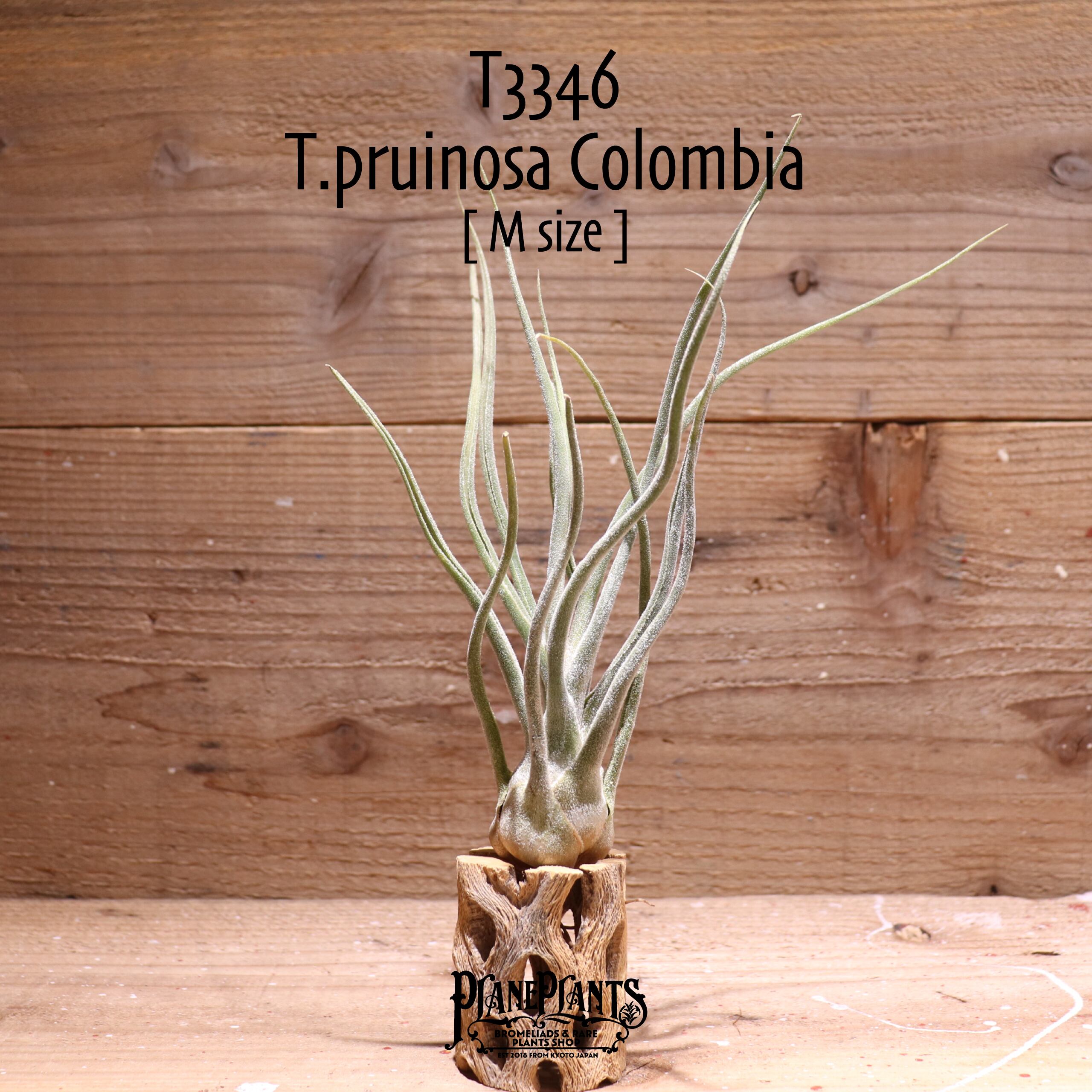 【送料無料】プルイノーサ コロンビア M〔エアプランツ〕現品発送T3346