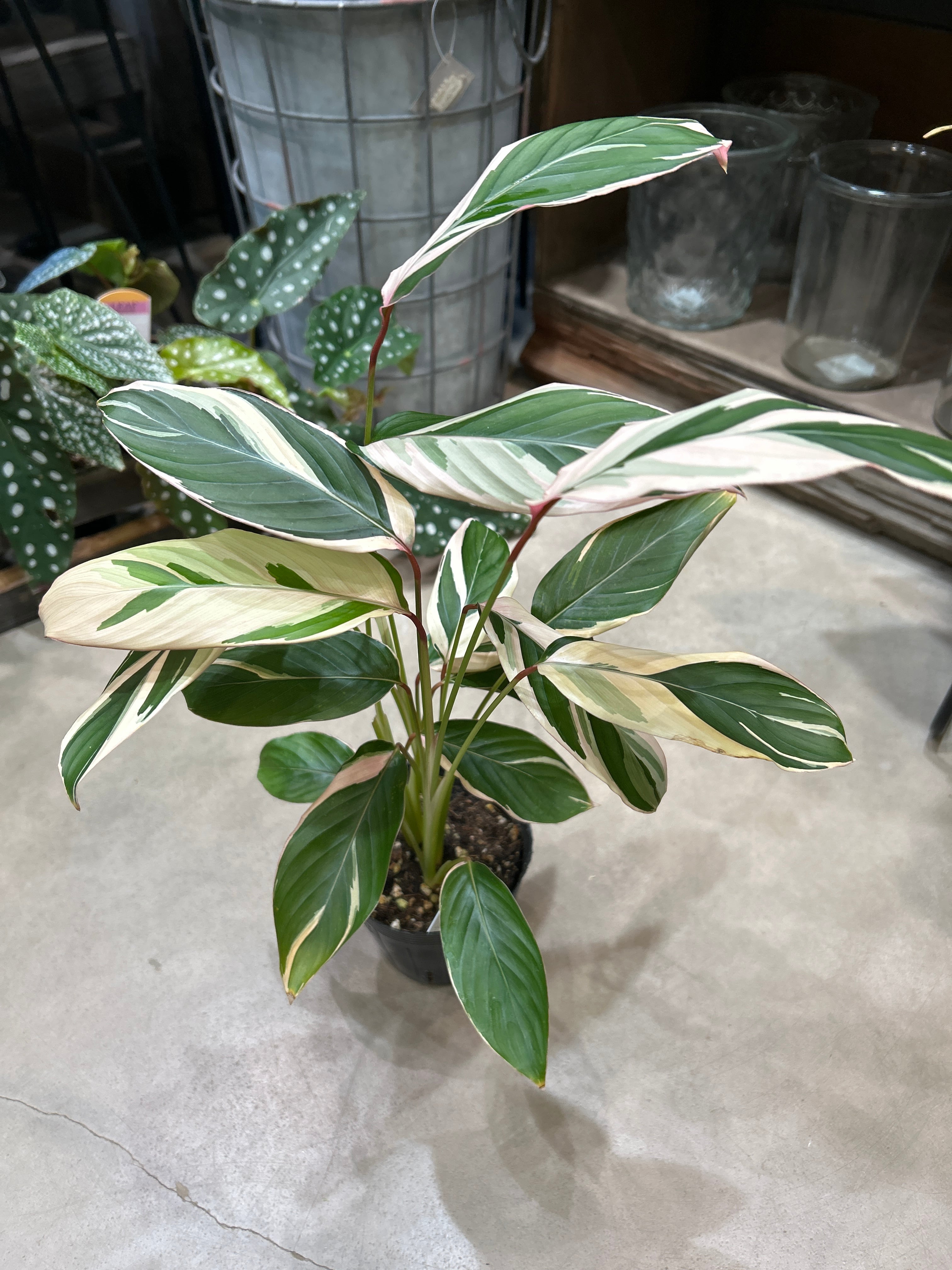 観葉植物 | MIDORIYA 観葉植物専門店