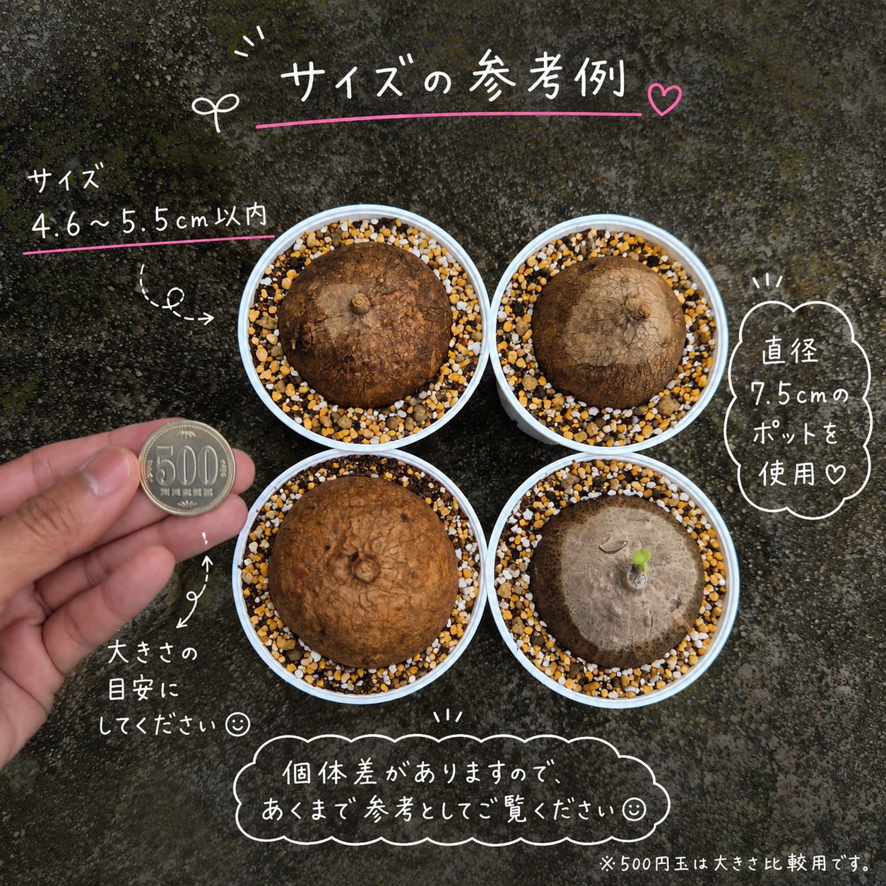 ♡抜き苗♡〚ステファニア エレクタ〛Stephania Erecta / ステファニ