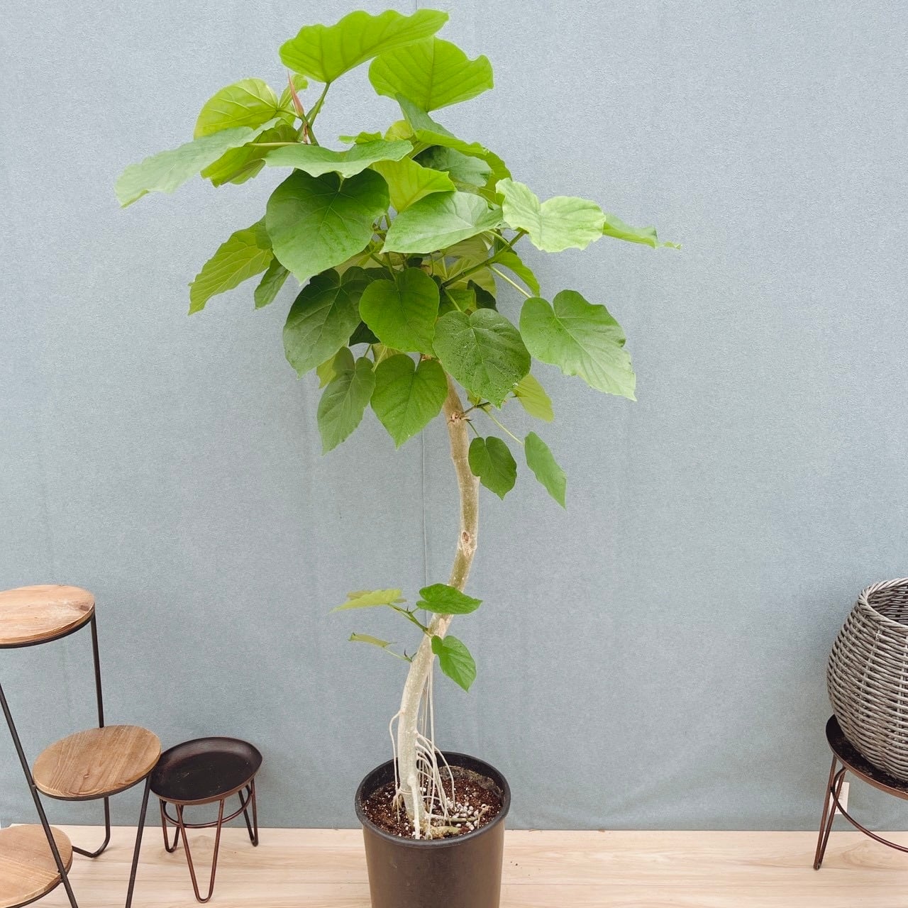 現品］【希少】1番 ハワイアンサンシャイン 8号 観葉植物 室内 斑入り