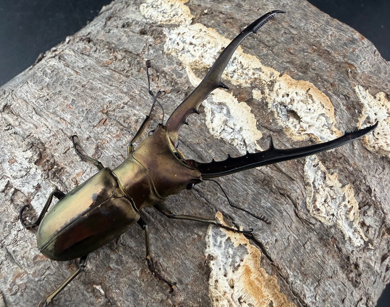 【WD】《メタリフェルホソアカ亜種フィナエ 85.5mm ペア》