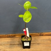 【クリアランス】Hydnophytum formicarum Pupuan, Bali【214】