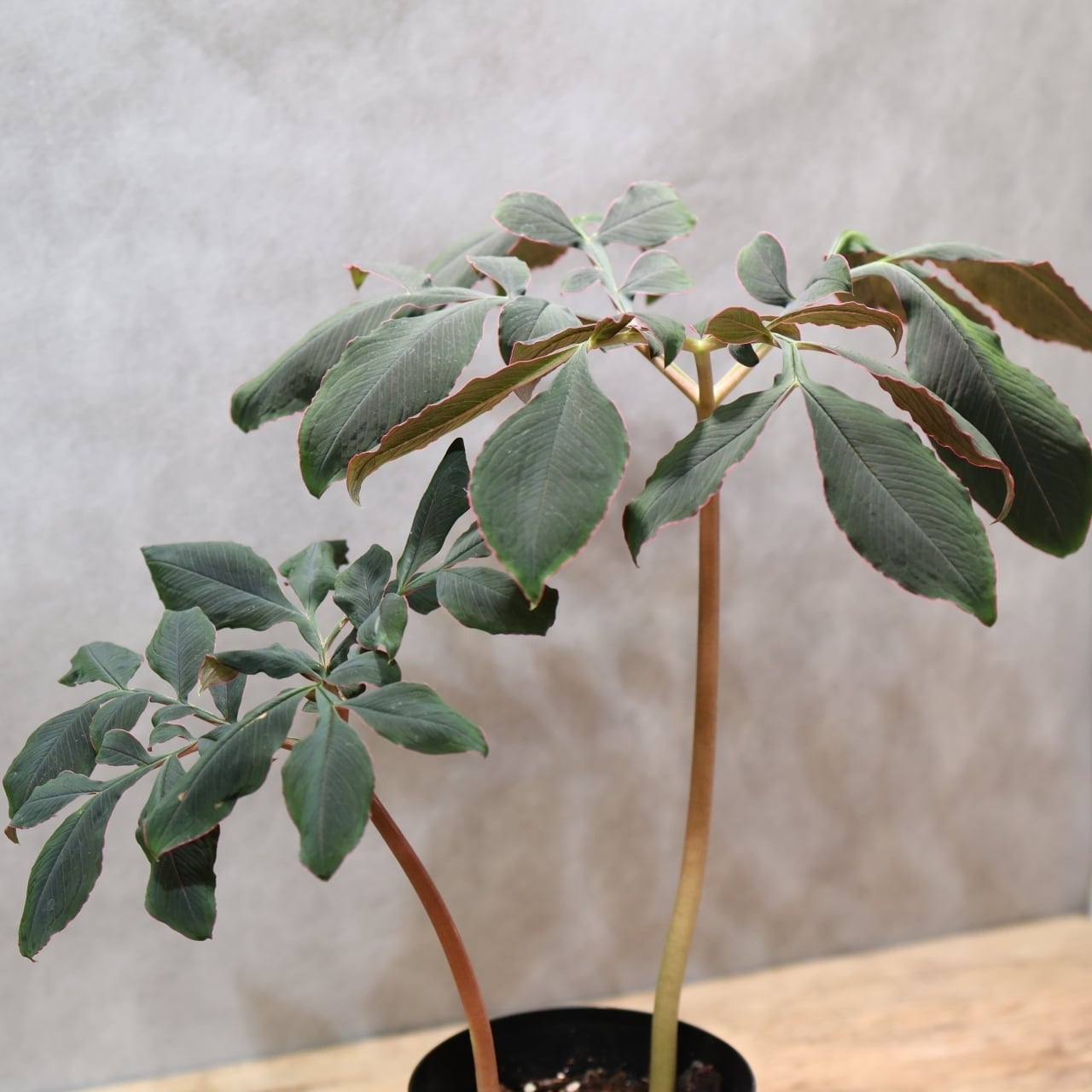 333 怪植物の美『アモルフォファルス・アトロビリディス』観葉植物