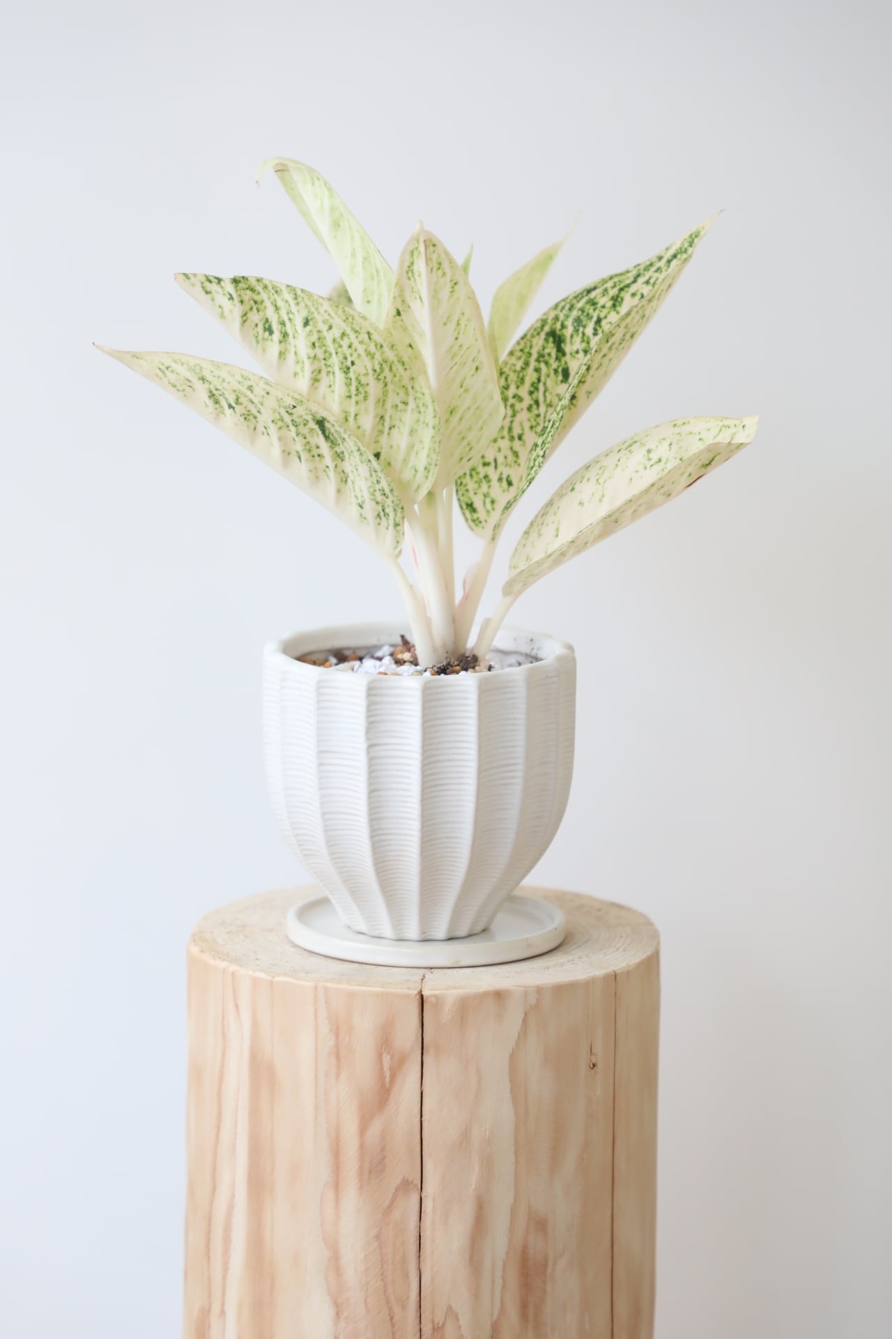 【希少】アラビア ヴィンテージ 植木鉢 ホワイト S 希少】アラビア ヴィンテージ 植木鉢 ホワイト S アラビア