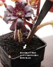 【セットA 寄植キット 5種】マクドガリー錦／水墨画／小人の祭り錦／フルフラセウム錦 他 ※タグ無し