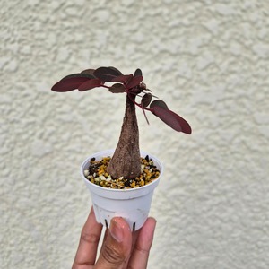 Sサイズ37〚フィランサス・ミラビリス〛Phyllanthus Mirabilis 塊根植物 コーデックス ポット発送