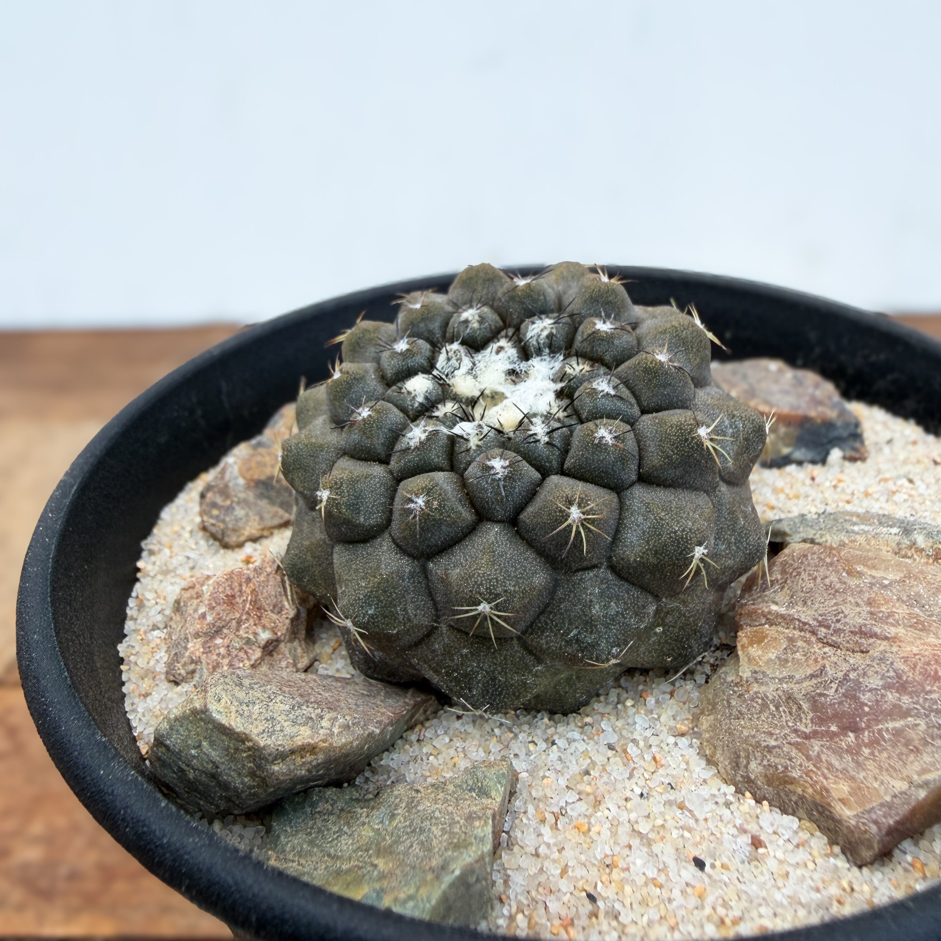 Copiapoa hypogaea【コピアポア・ヒポガエア】 | RIMO'S GREEN