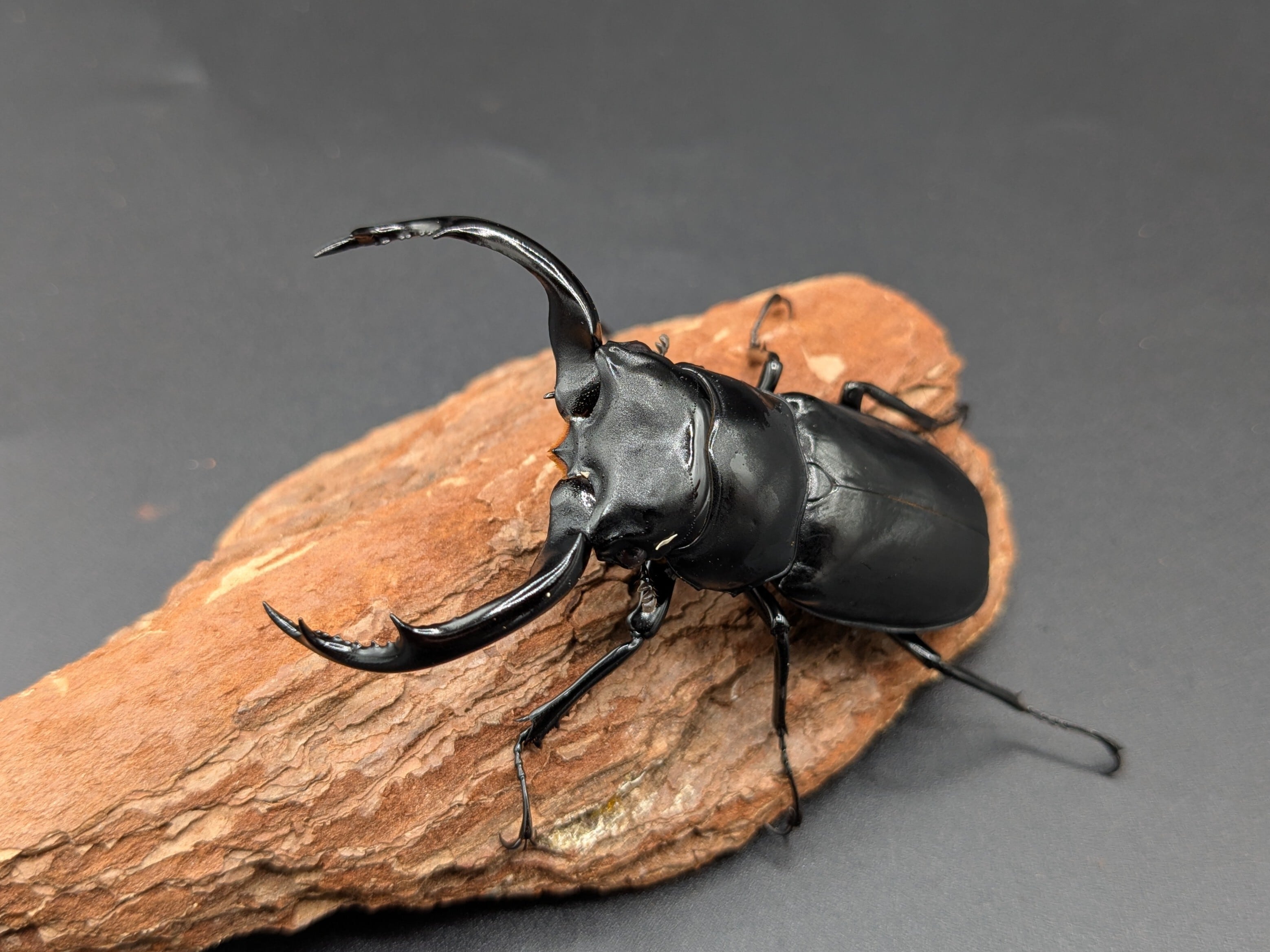 ウエストウッディ 原名亜種 ♂71mm♀44mm