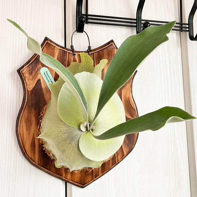 ビカクシダ ネザーランド 板付 【観葉植物 室内 コウモリラン】