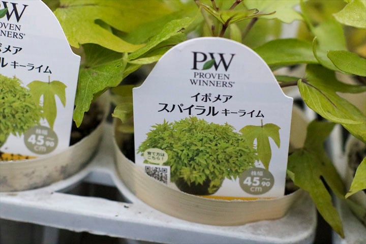 花苗 | オニ通