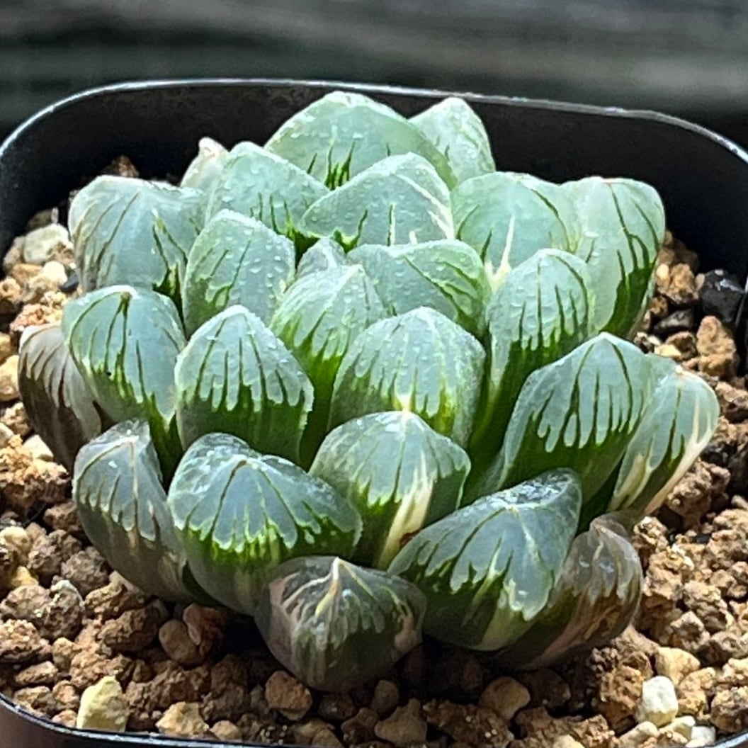 ハオルチア アトロフスカミュータント錦 | mocono_plants