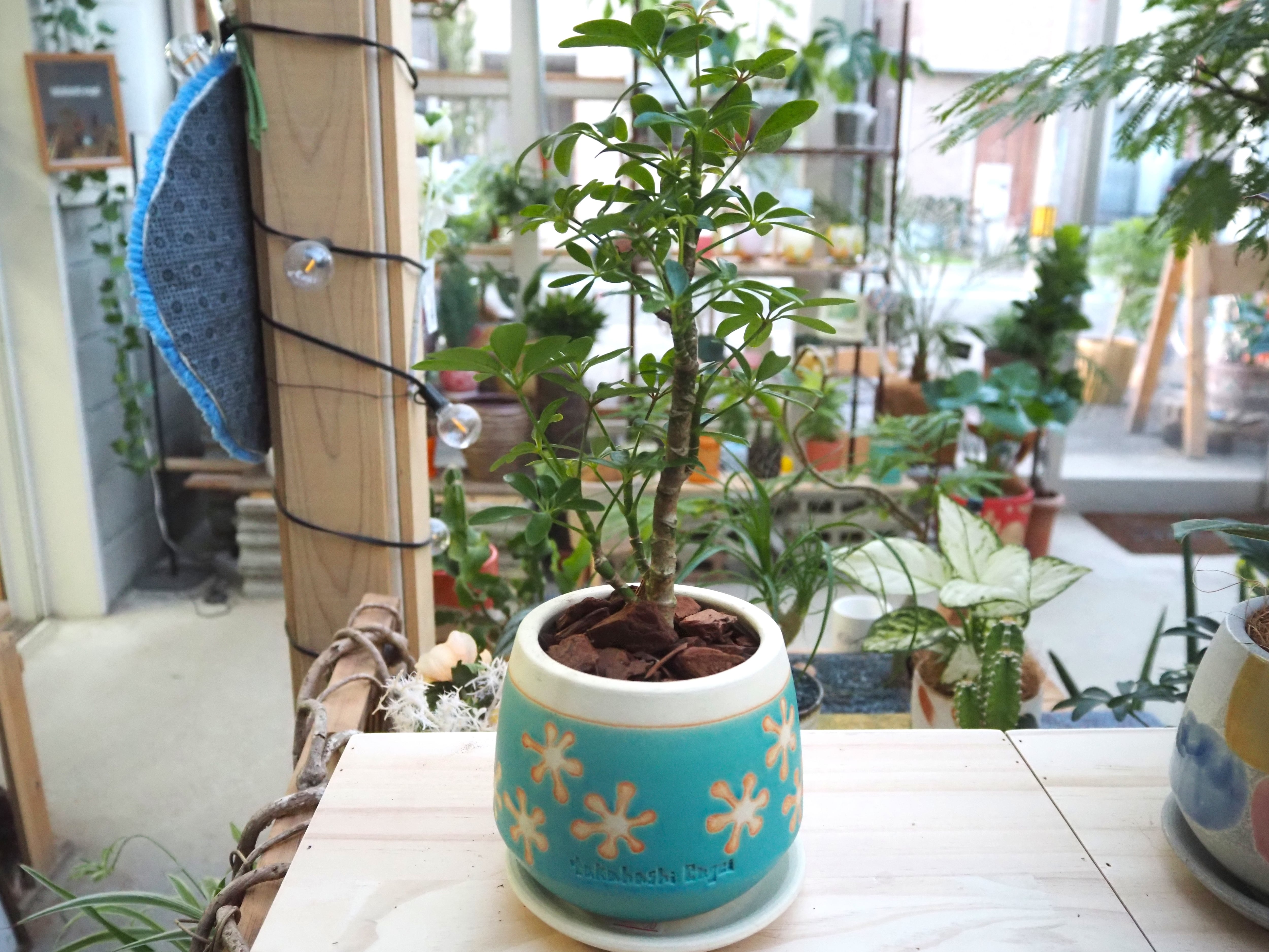 ALL ITEM | 高橋園芸