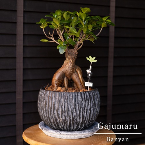 運気UP ガジュマルの木 ７号 陶器鉢 ピック付 観葉植物 ガジュマル 多幸の木