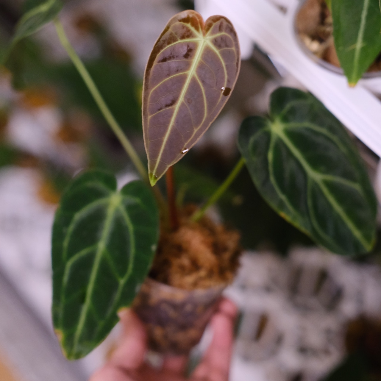 【希少な交配種】アンスリウム・ワロクアーナム × レガレ / Anthurium warocqueanum × regale② / 観葉植物<育て方・花言葉>