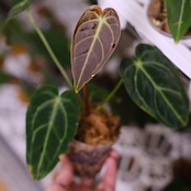 【希少な交配種】アンスリウム・ワロクアーナム × レガレ / Anthurium warocqueanum × regale② / 観葉植物<育て方・花言葉>