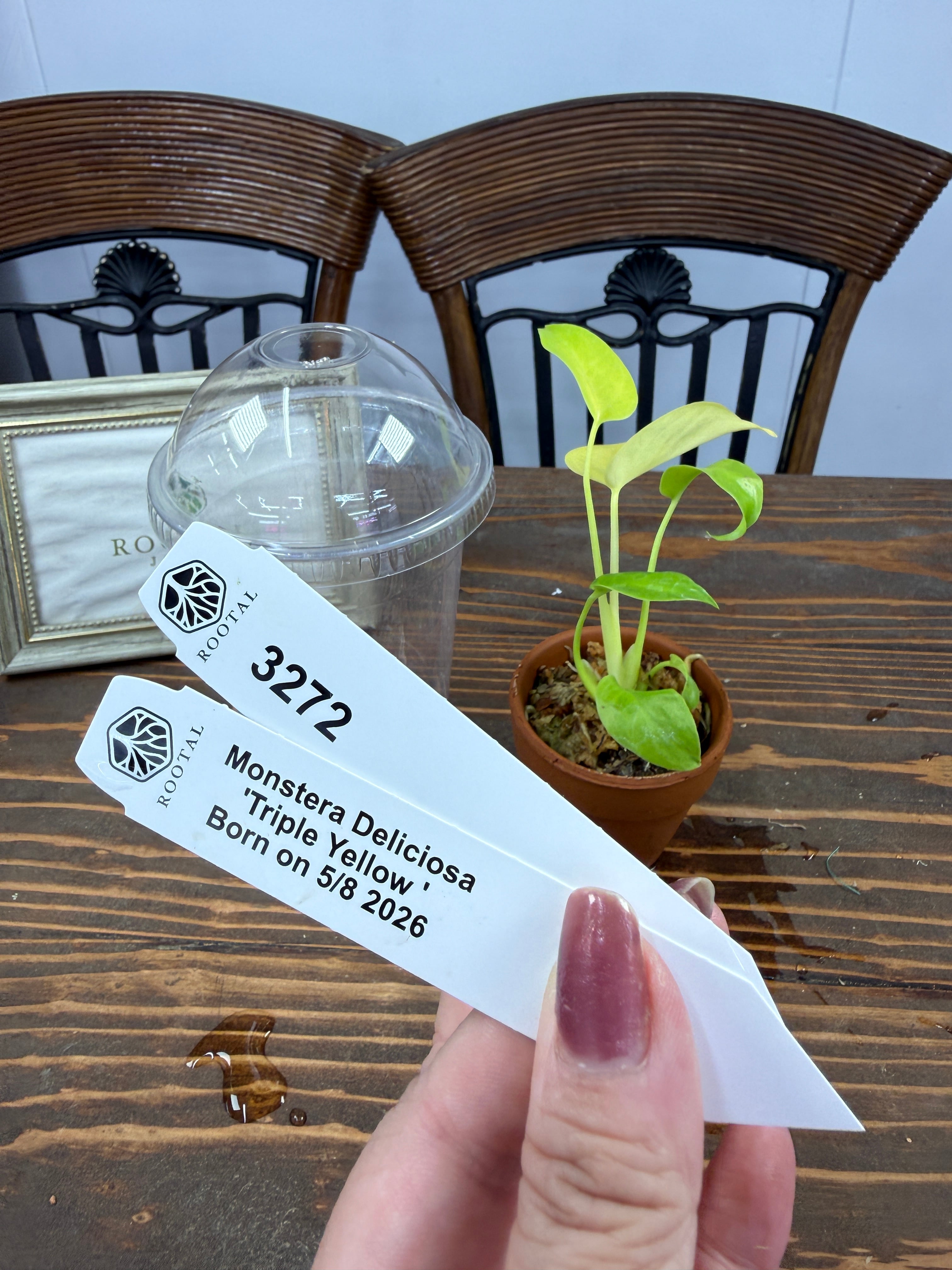 モンステラ | ROOTALPLANTS