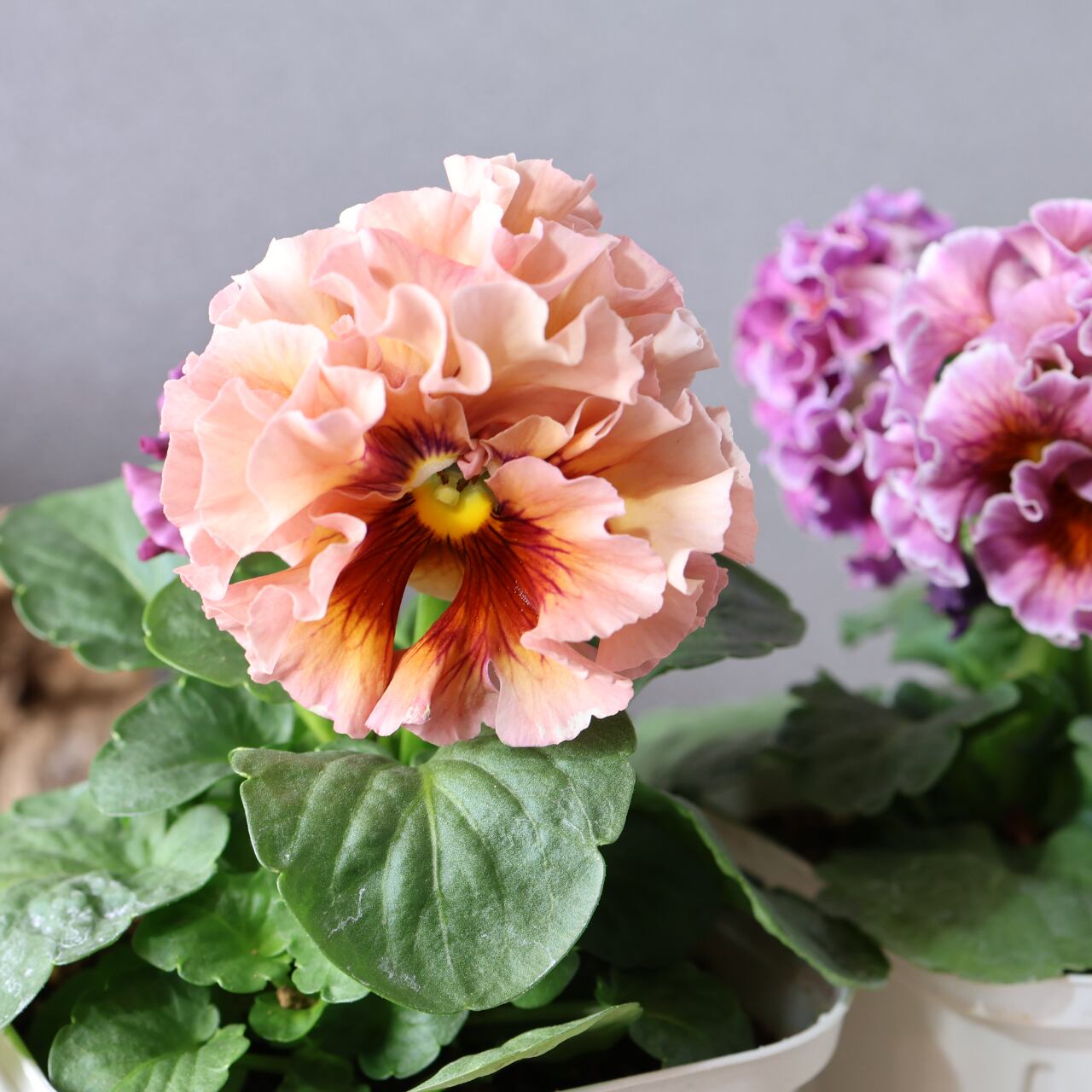 479 超希少！サトウ園芸さんの『ローブ ドゥ アントワネット 