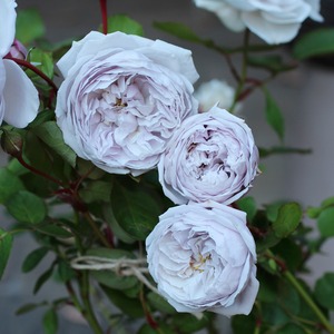 バラ大苗　グリゼリ【ドミニク・マサド】　＜3月上旬発送商品＞