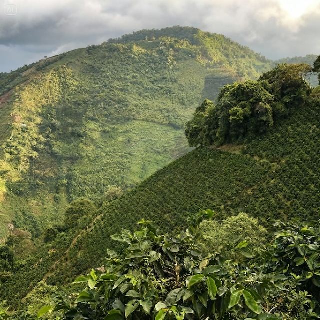 COLOMBIA Bella Vista 【 中深煎り ー 200g 】