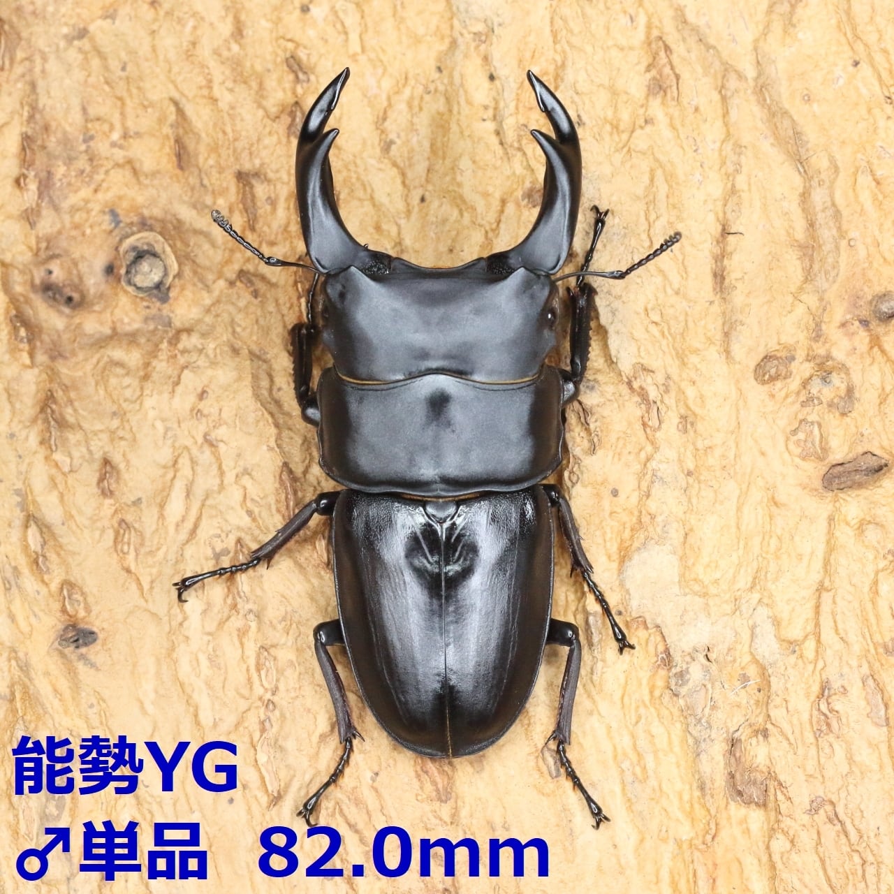 オオクワガタ89.5mm 能勢産　YG血統 昆虫標本用として オオクワガタ89.5mm 能勢産 YG血統 昆虫標本用として