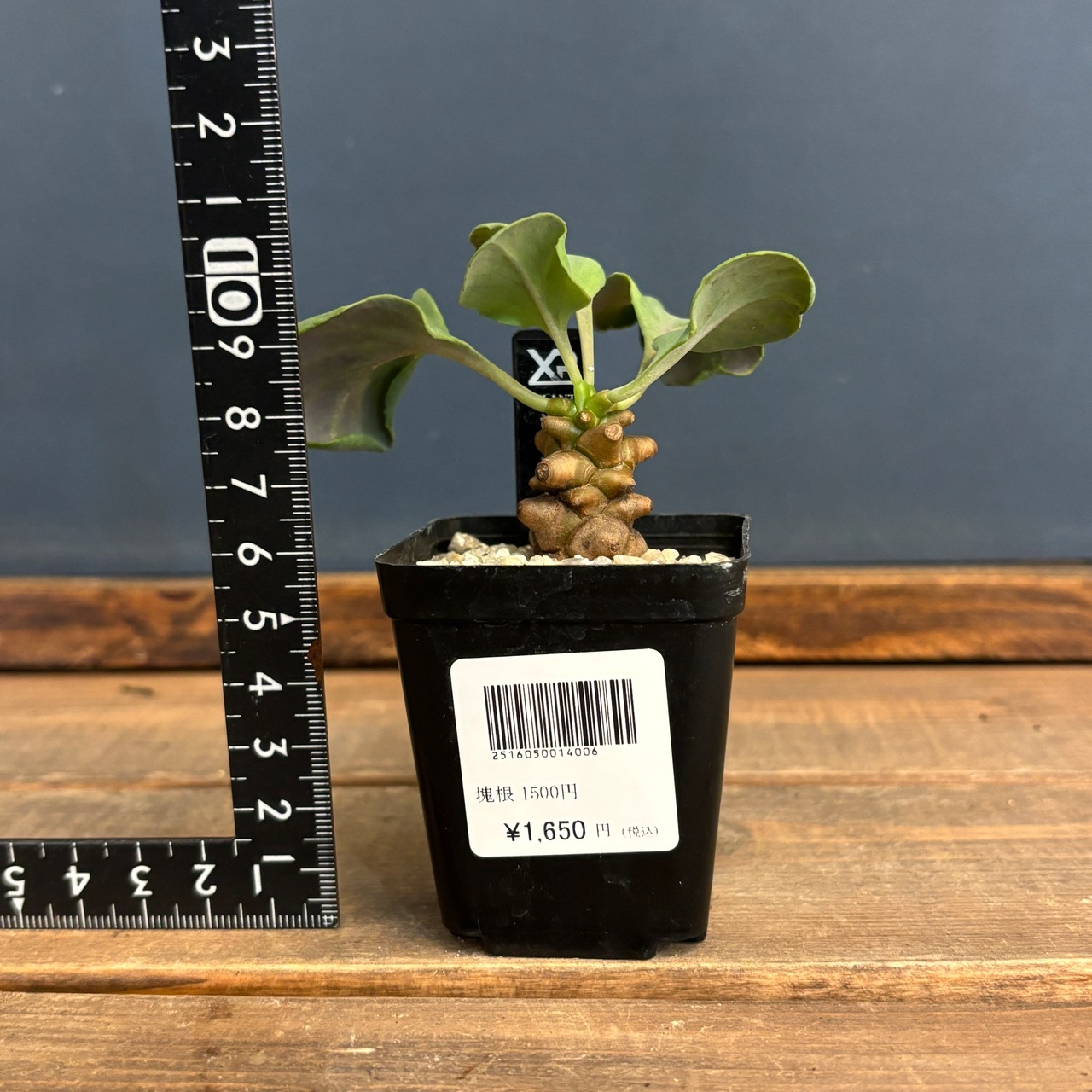 オトンナ ヘレー【1007】