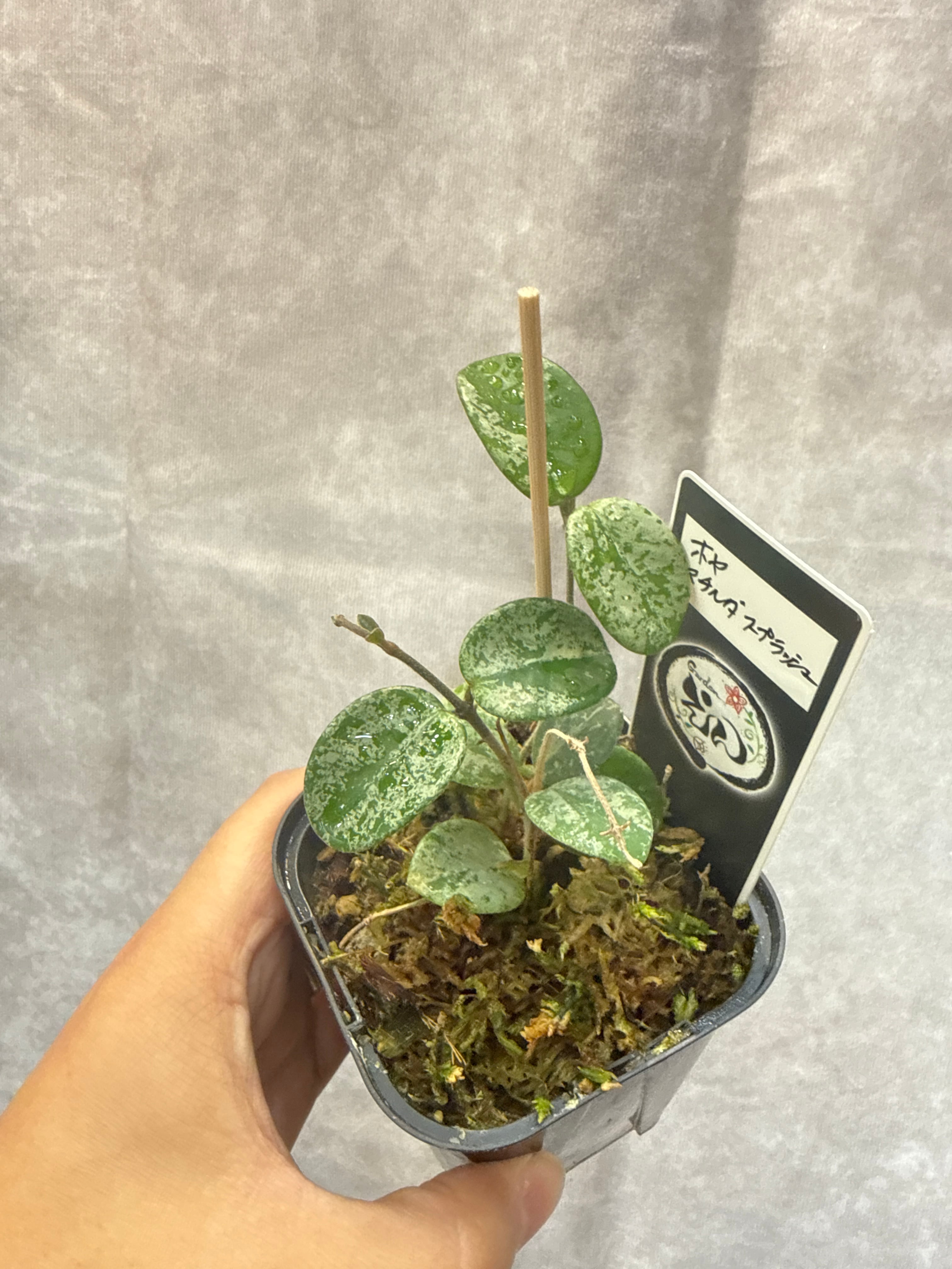 ホヤ・ディスキディア・洋蘭等 | Gardenえん 【観葉熱帯植物】