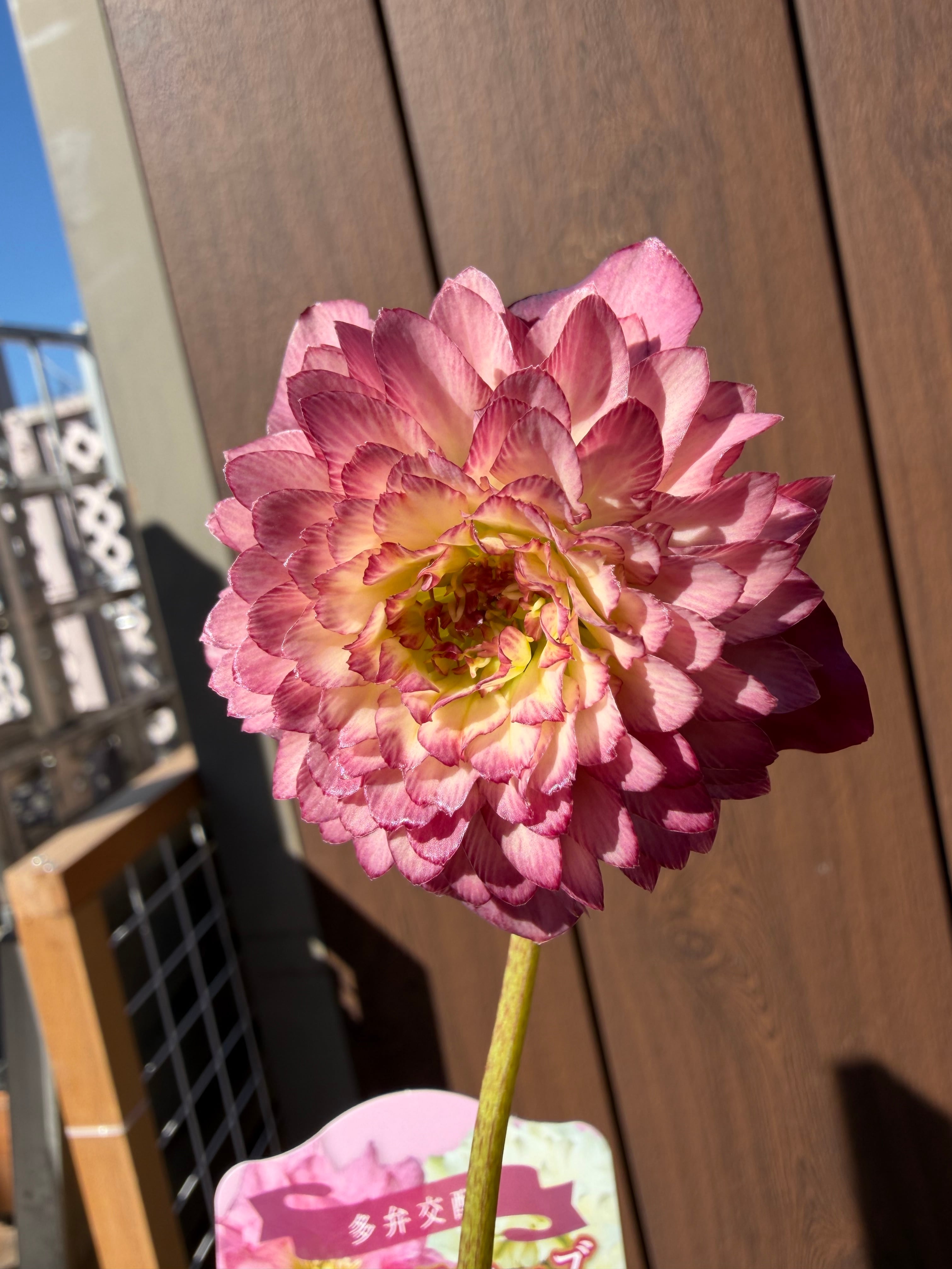 フル多弁化ピンクグラデーション超多弁 ※蕾無し特価 吉田園芸