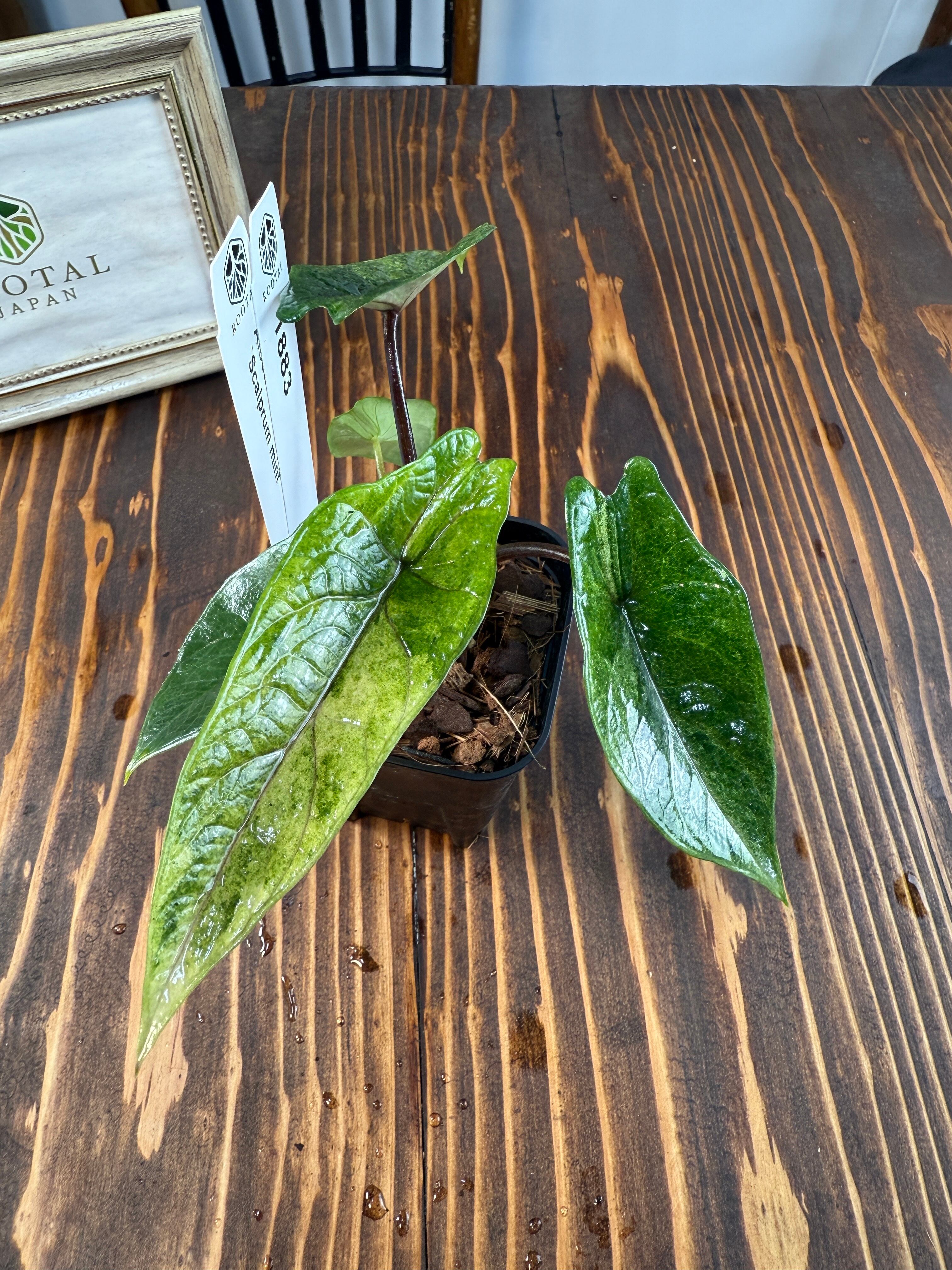 ☆1883【希少種】アロカシア スカルプラム ミント（2.5号ロング硬質