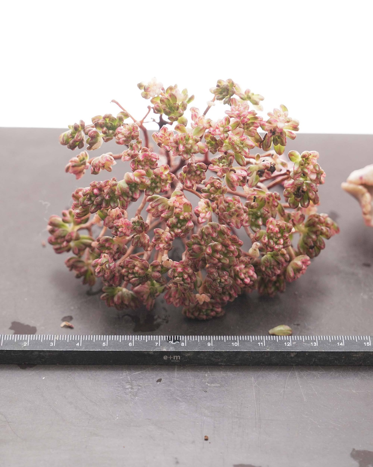 【セットA 巨大株 5種】キャシーズ／マディバ／エボニー 他 ＋ アーバンプランツポット