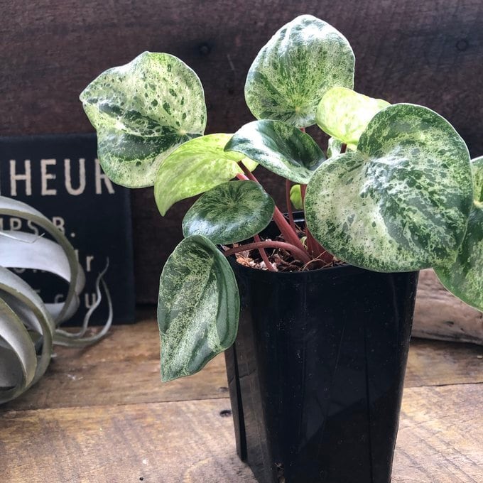 雪兎 斑入りサンデルシー 希少 斑入りスイカぺぺ ぺぺロミア 観葉植物