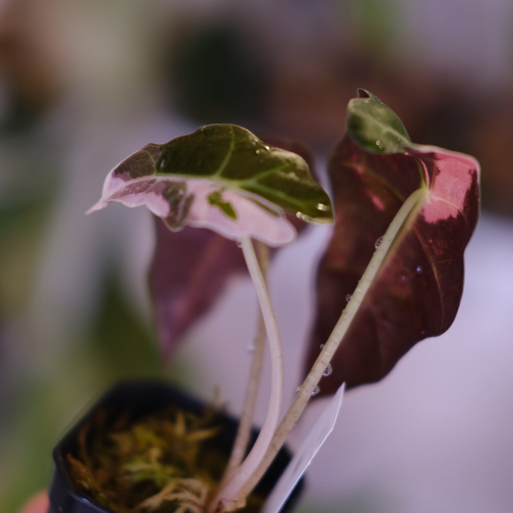 Alocasia Amazonica Polly Pink varigated②│アロカシア アマゾニカ