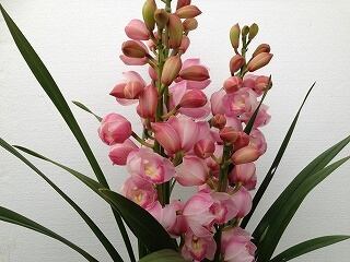 ♡広瀬園芸♡充実株　セミダブルグラデーション ベビーピンク ファーム小瀬
