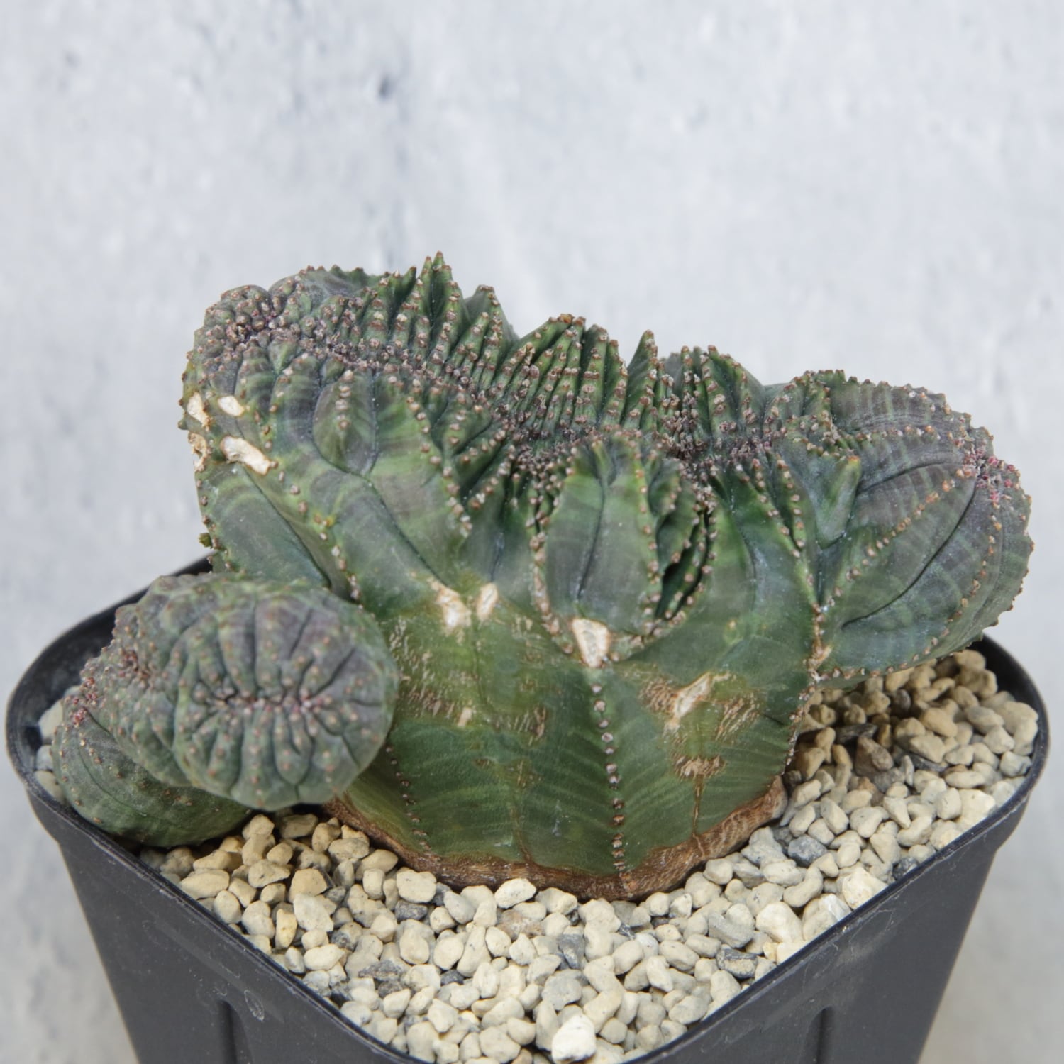 超厳選株】大株 最大幅約8.6cm 仔吹き 円扇綴化 オベサ