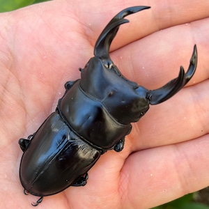 【希少産地・新成虫】長崎県対馬市産オオクワガタペア（♂72mm） #674211