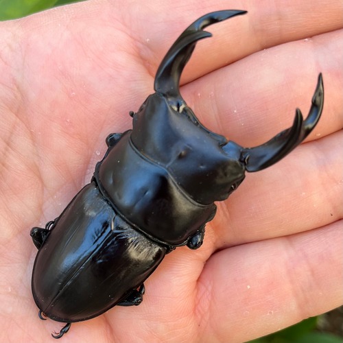 【希少産地・新成虫】長崎県対馬市産オオクワガタペア（♂72mm） #674211