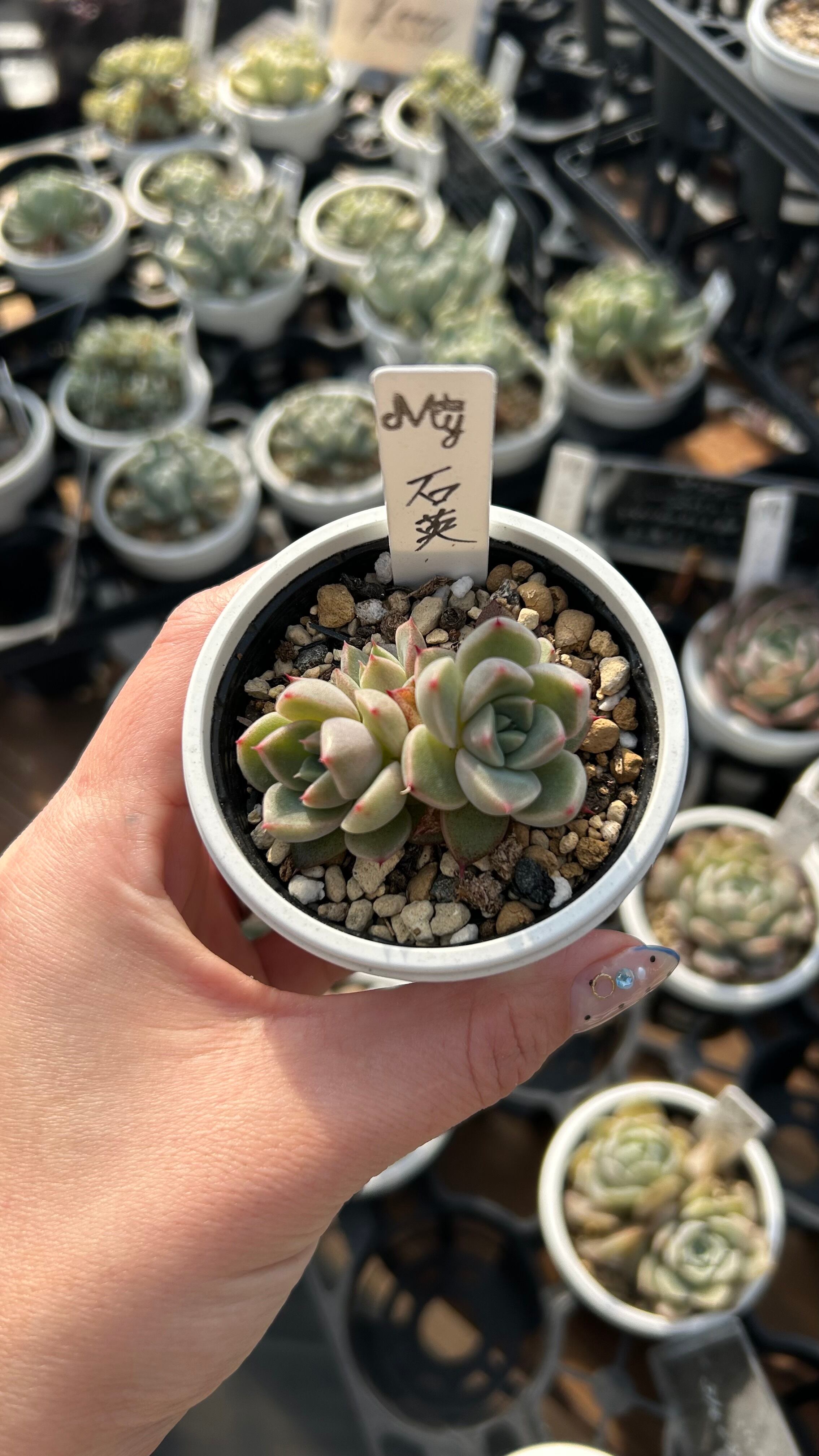 多肉植物 アエオニウム 孔雀白錦 美苗 #孔3 | PAY ID