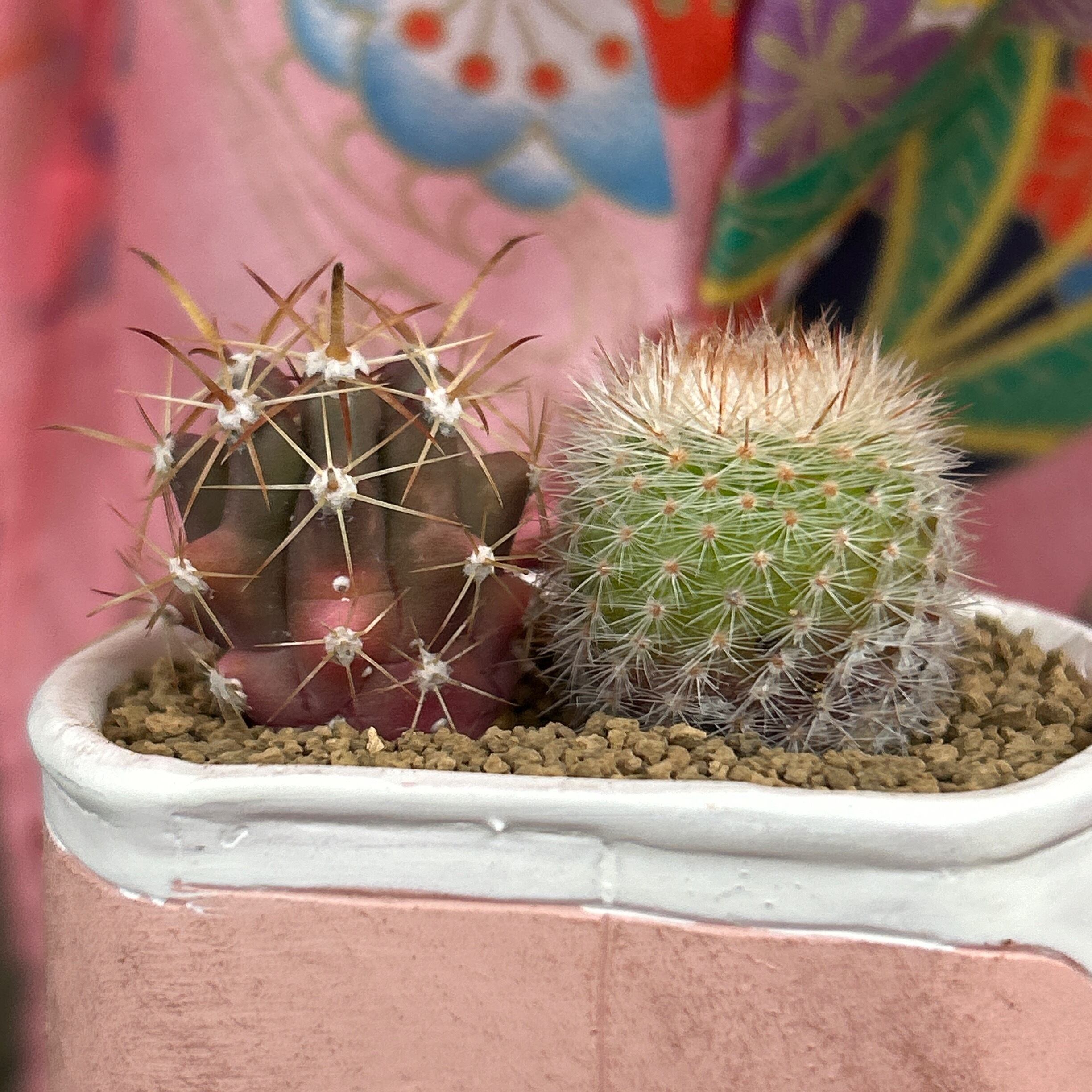 T).サボテン寄せ植え(ピンクの可愛い鉢 | RuPo 多肉植物専門店
