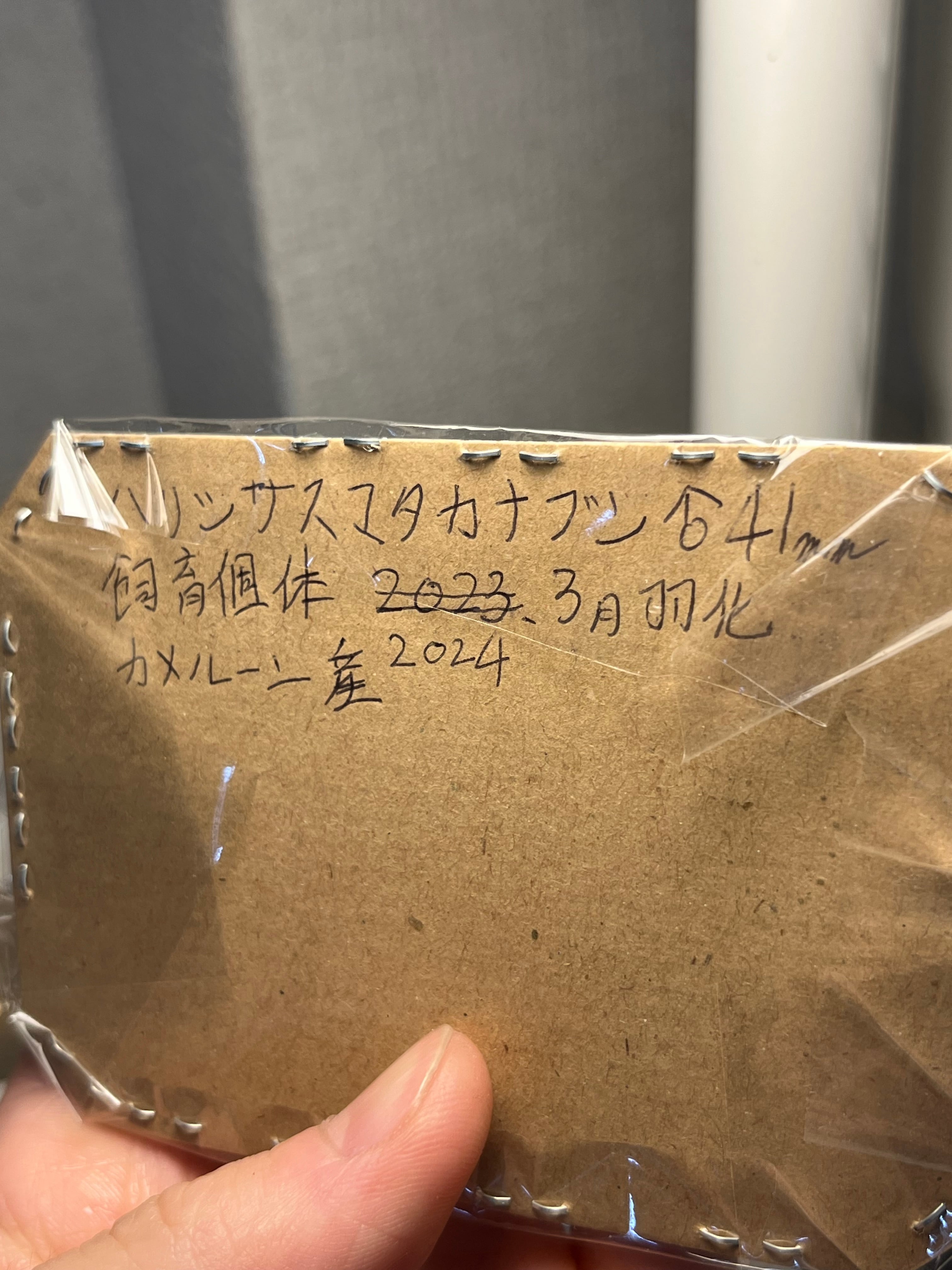 41mm♂】ハリシサスマタカナブン 標本ニジイロクワガタウグイスコガネ